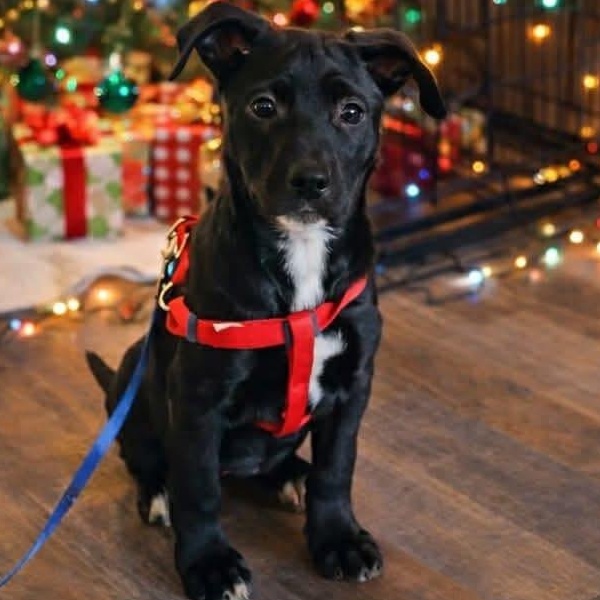 Prancer, adopted, Puppy Female Labrador Retriever & Great Pyrenees.