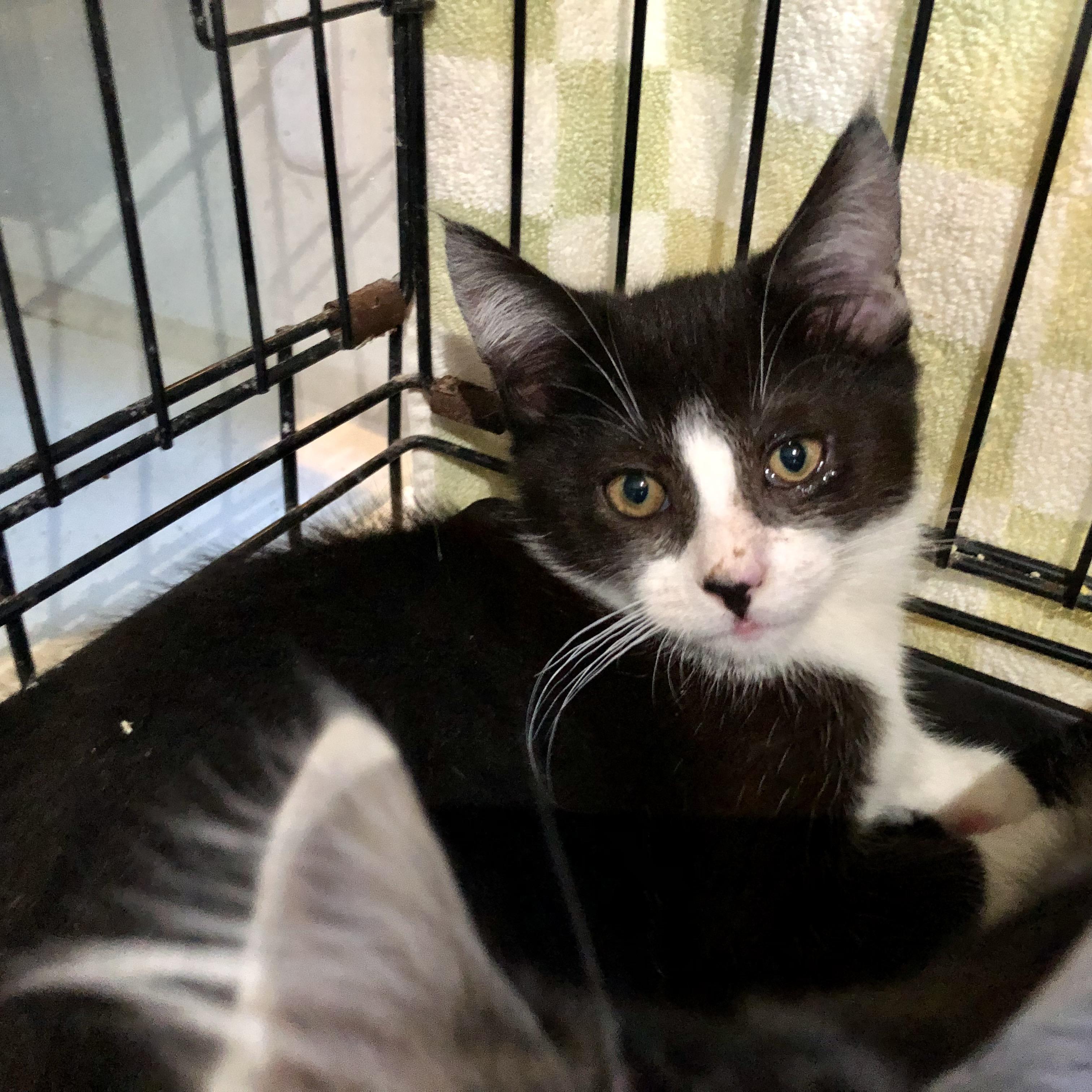 Enlarge Cottage , an adopted Domestic Short Hair in Salisbury, MA image 2/5