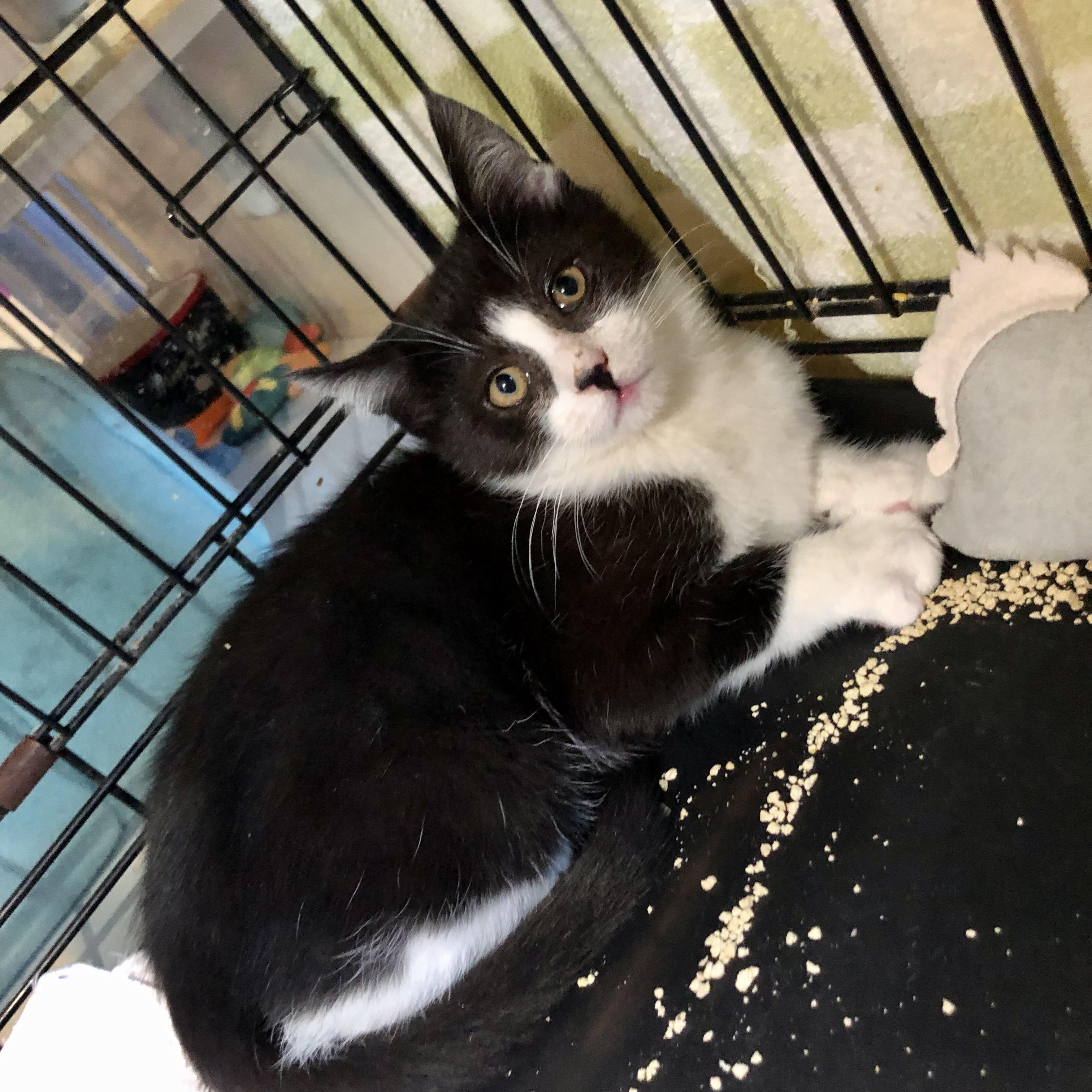 Enlarge Cottage , an adopted Domestic Short Hair in Salisbury, MA image 5/5