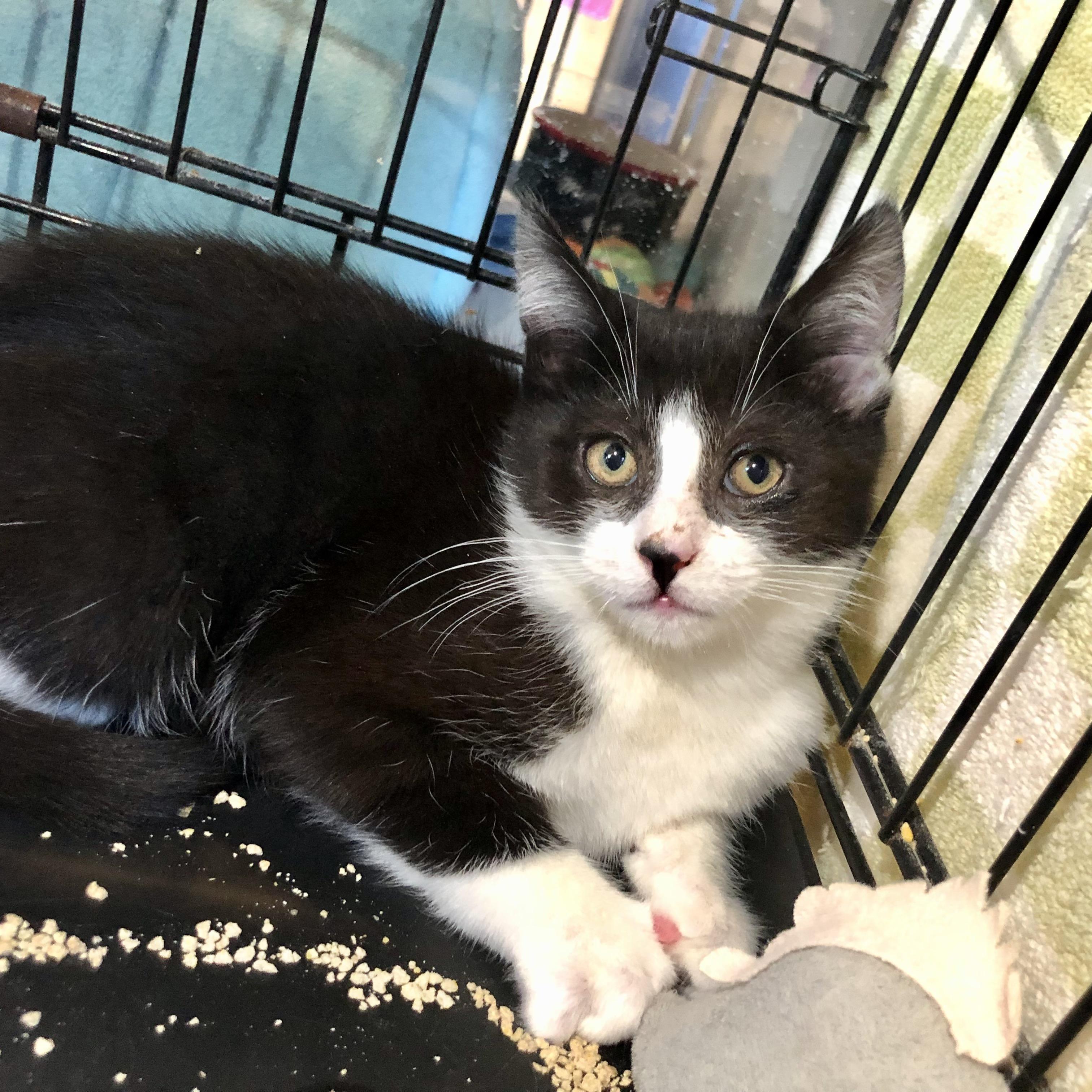 Enlarge Cottage , an adopted Domestic Short Hair in Salisbury, MA image 1/5