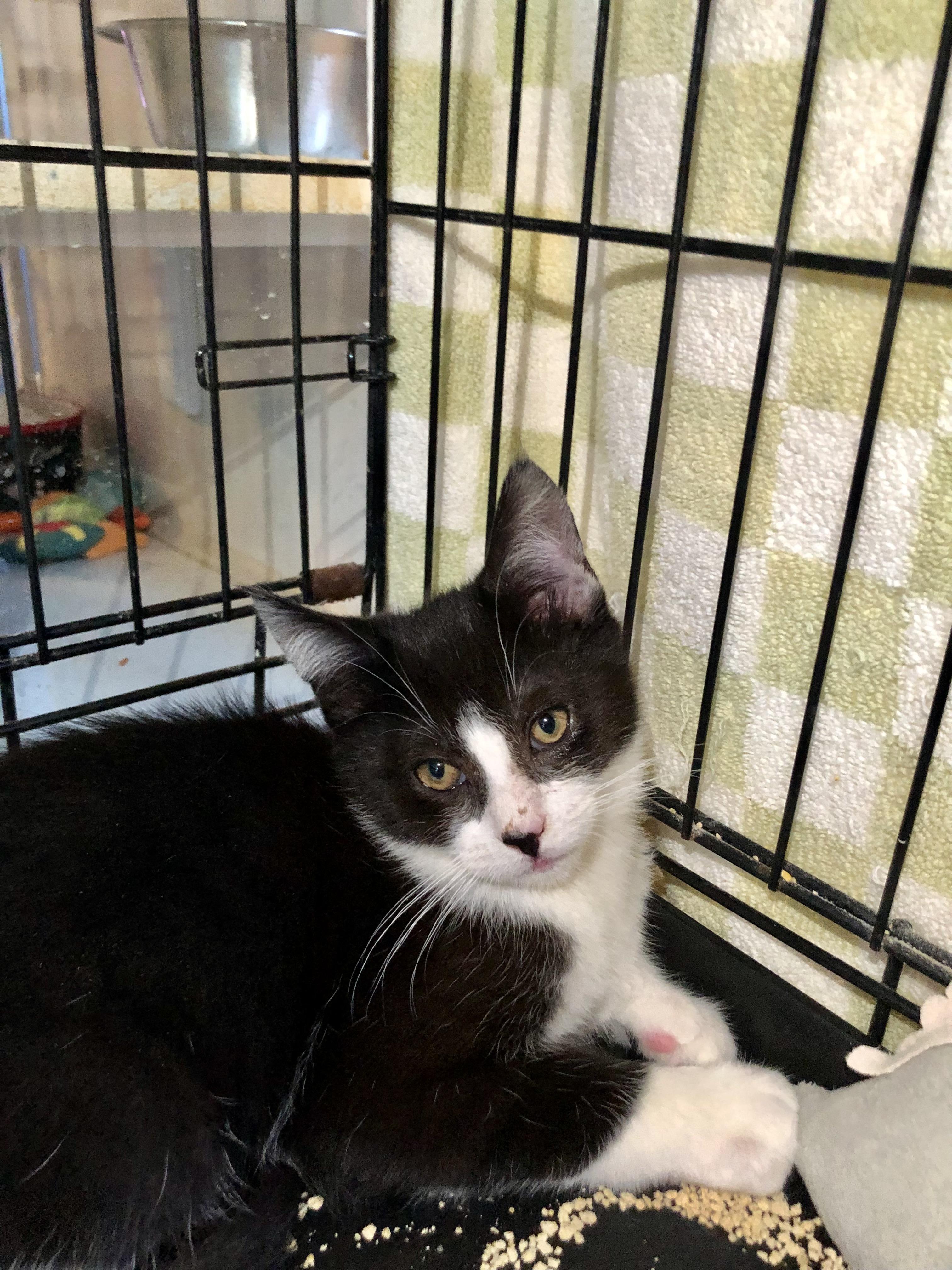 Enlarge Cottage , an adopted Domestic Short Hair in Salisbury, MA image 4/5