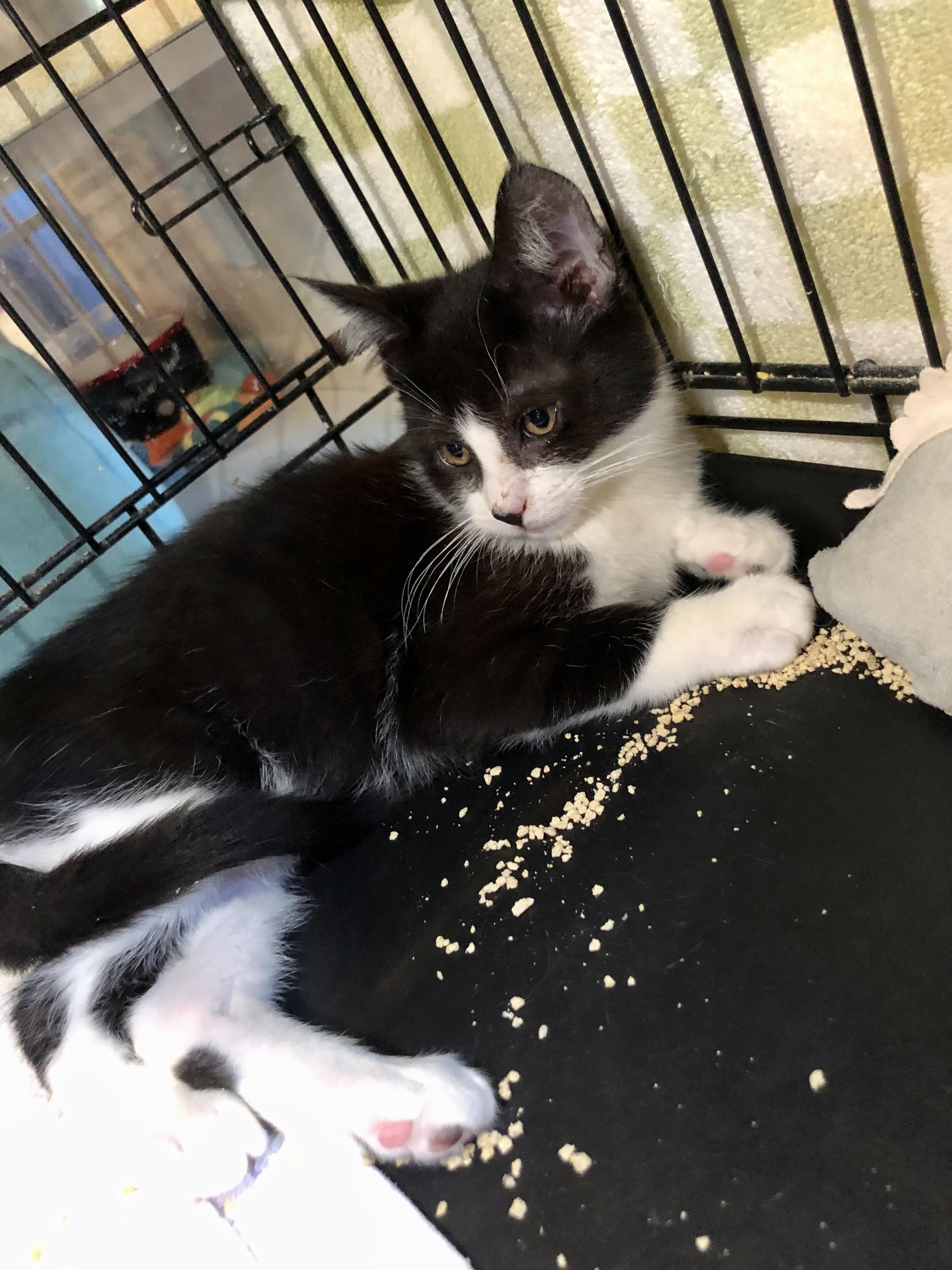 Enlarge Cottage , an adopted Domestic Short Hair in Salisbury, MA image 3/5