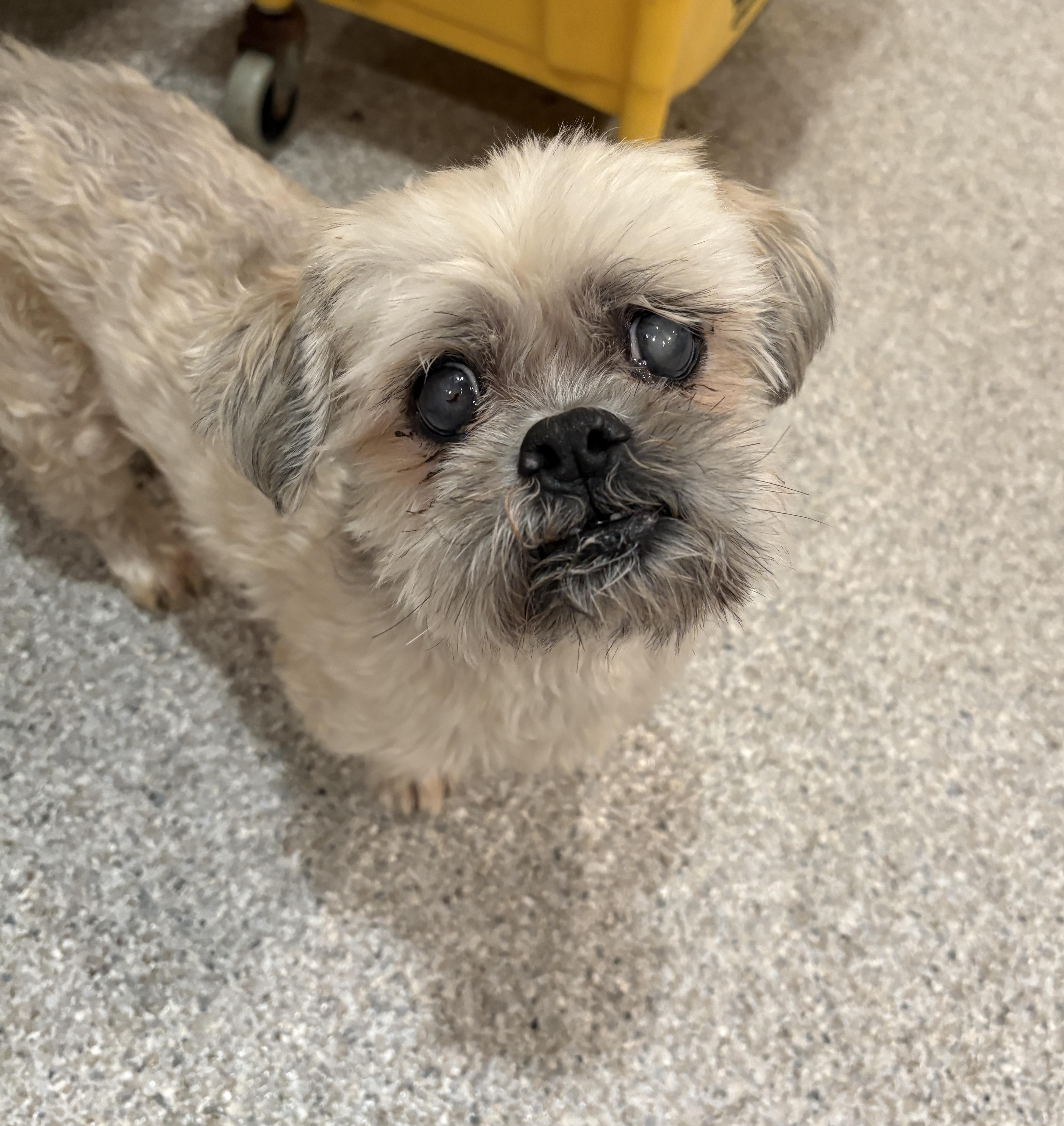 Enlarge James, a ADOPTABLE mixed breed in De Pere, WI image 1/4