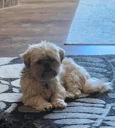 Enlarge James, a ADOPTABLE mixed breed in De Pere, WI image 3/4