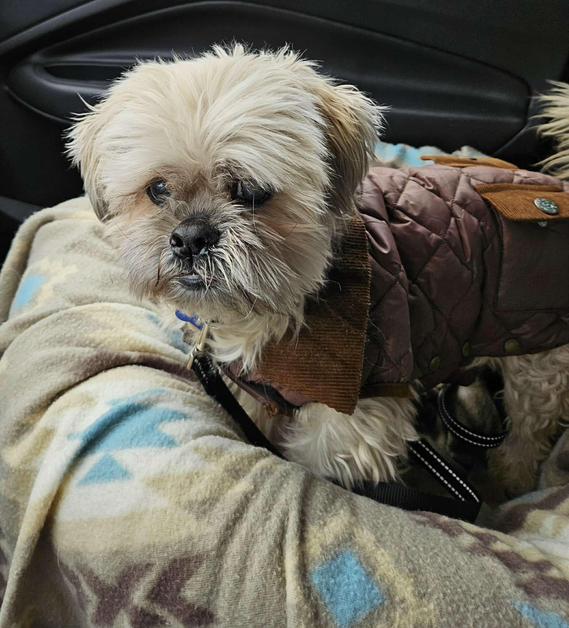 James, ADOPTABLE, Senior Male Shih Tzu.