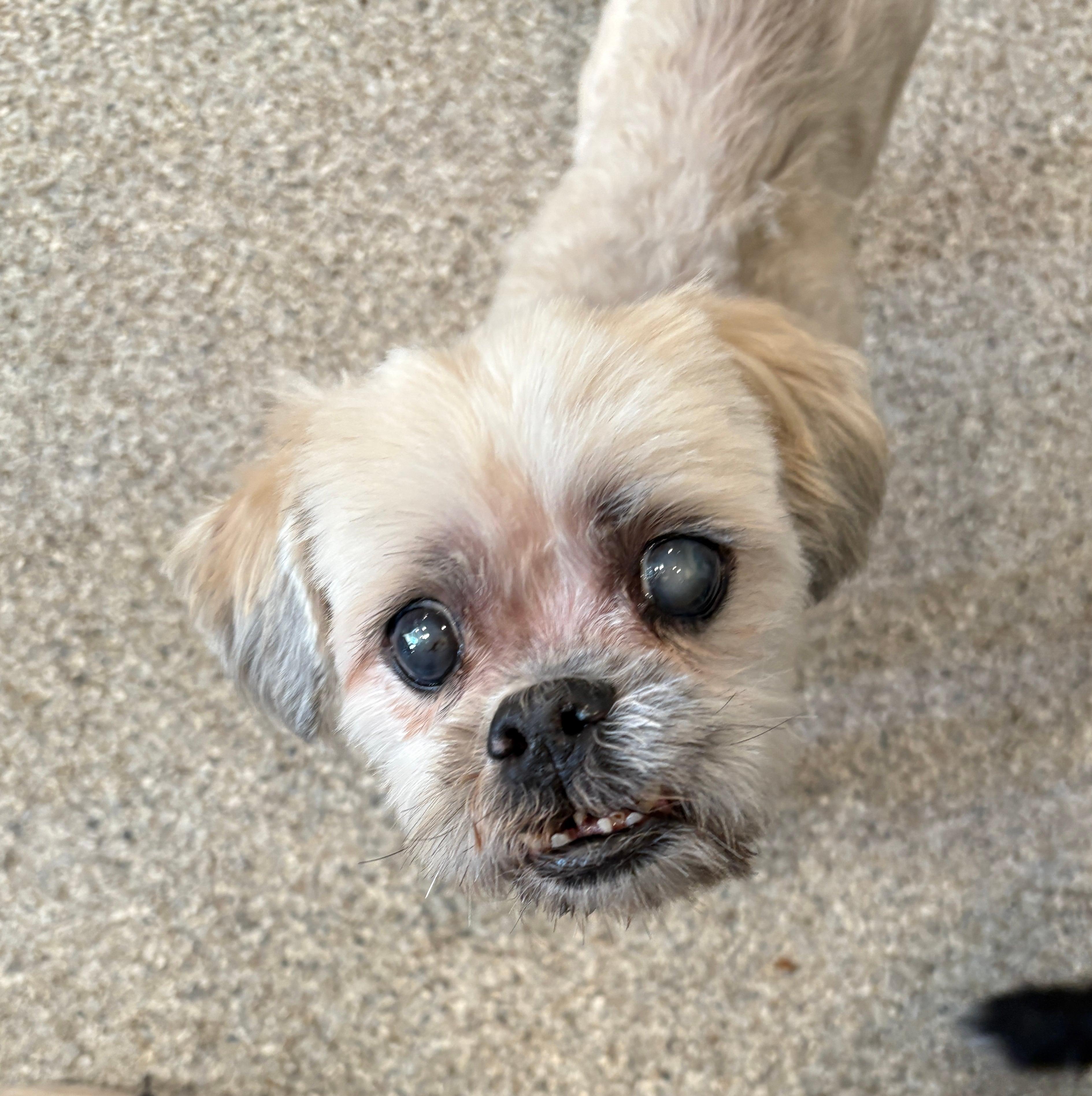 Enlarge James, a ADOPTABLE mixed breed in De Pere, WI image 2/4