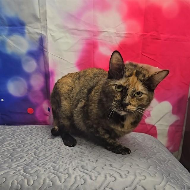 MAPLE, Adoptable, Adult Female Domestic Short Hair.