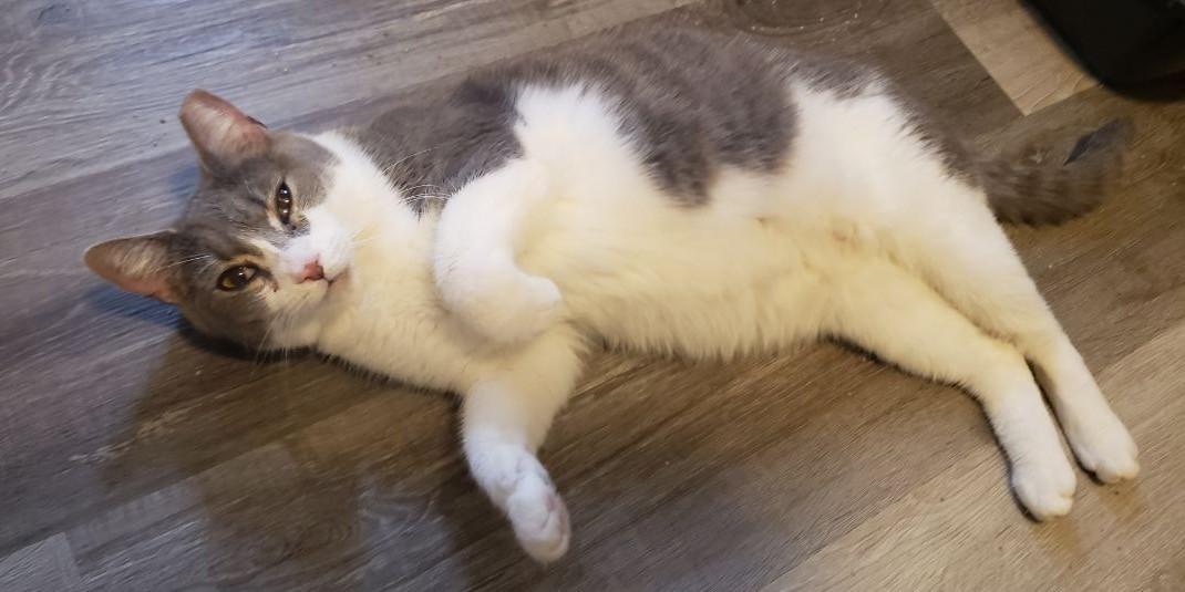 Enlarge Gemma, an adopted Domestic Short Hair in Lemoyne, PA image 2/5