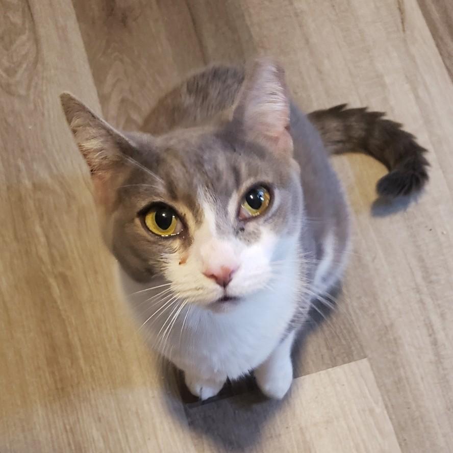 Enlarge Gemma, an adopted Domestic Short Hair in Lemoyne, PA image 1/5