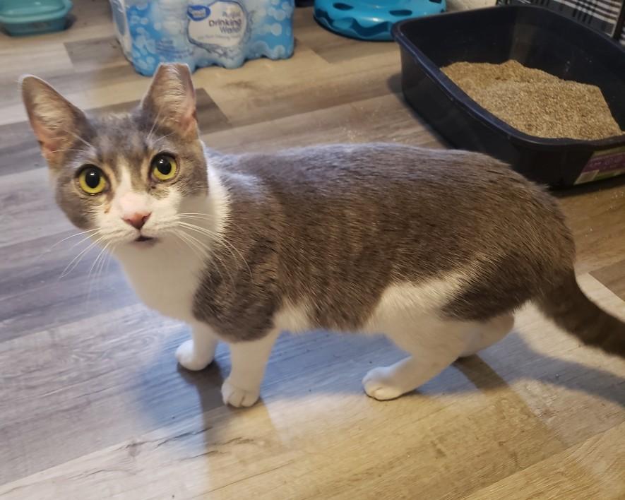 Enlarge Gemma, an adopted Domestic Short Hair in Lemoyne, PA image 4/5