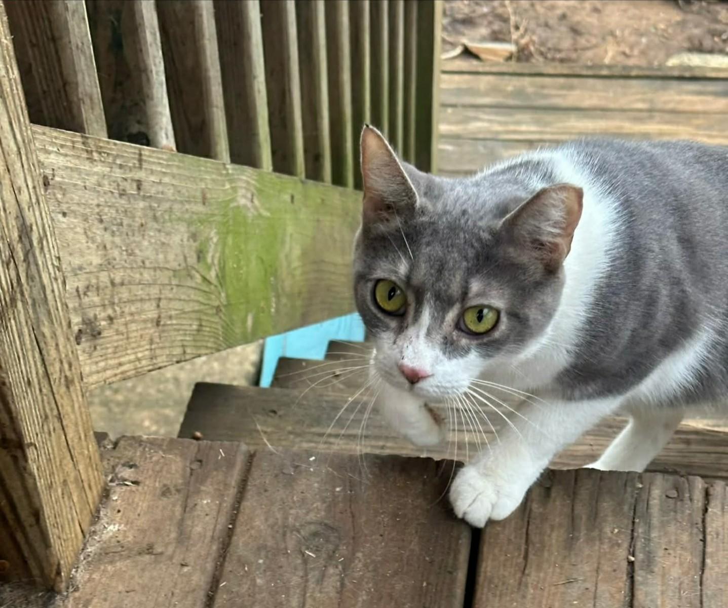 Enlarge Gemma, an adopted Domestic Short Hair in Lemoyne, PA image 3/5