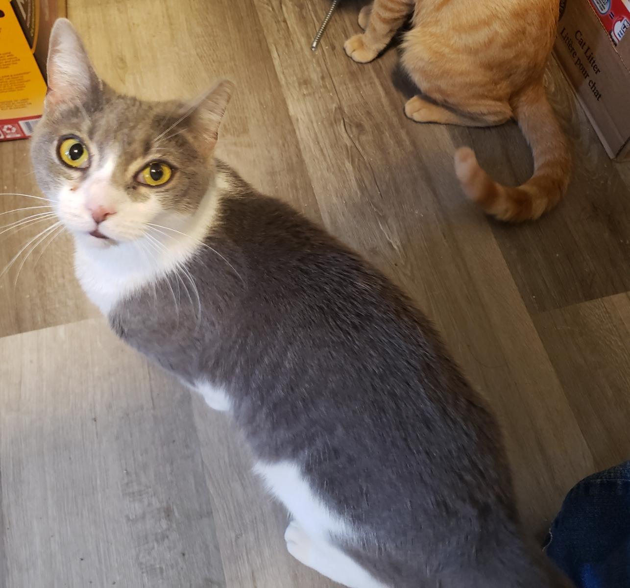 Enlarge Gemma, an adopted Domestic Short Hair in Lemoyne, PA image 5/5