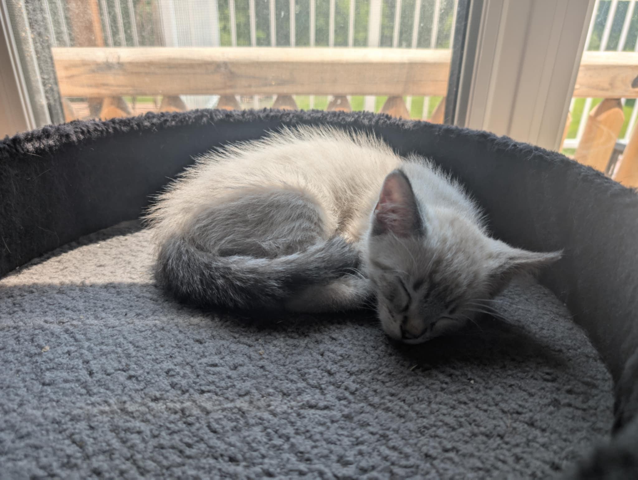 Aspen, Adopted, Young Male Siamese.