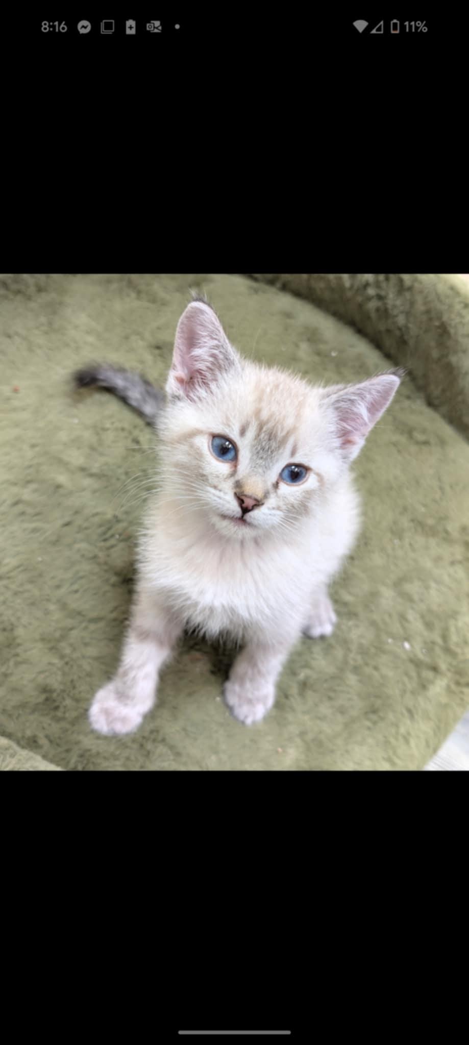 Aspen, a Adopted mixed breed in Winnipeg, MB image 2/2