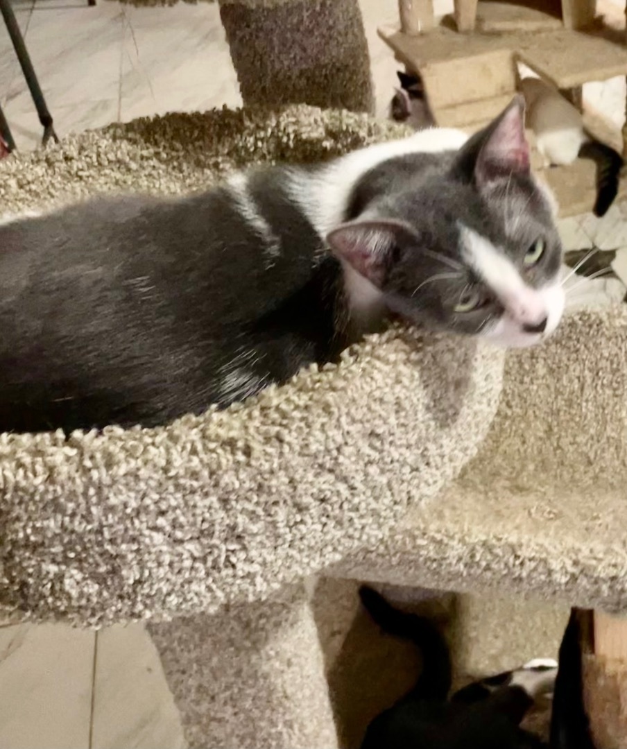 Luckie, a Adoptable mixed breed in New Orleans, LA image 1/12