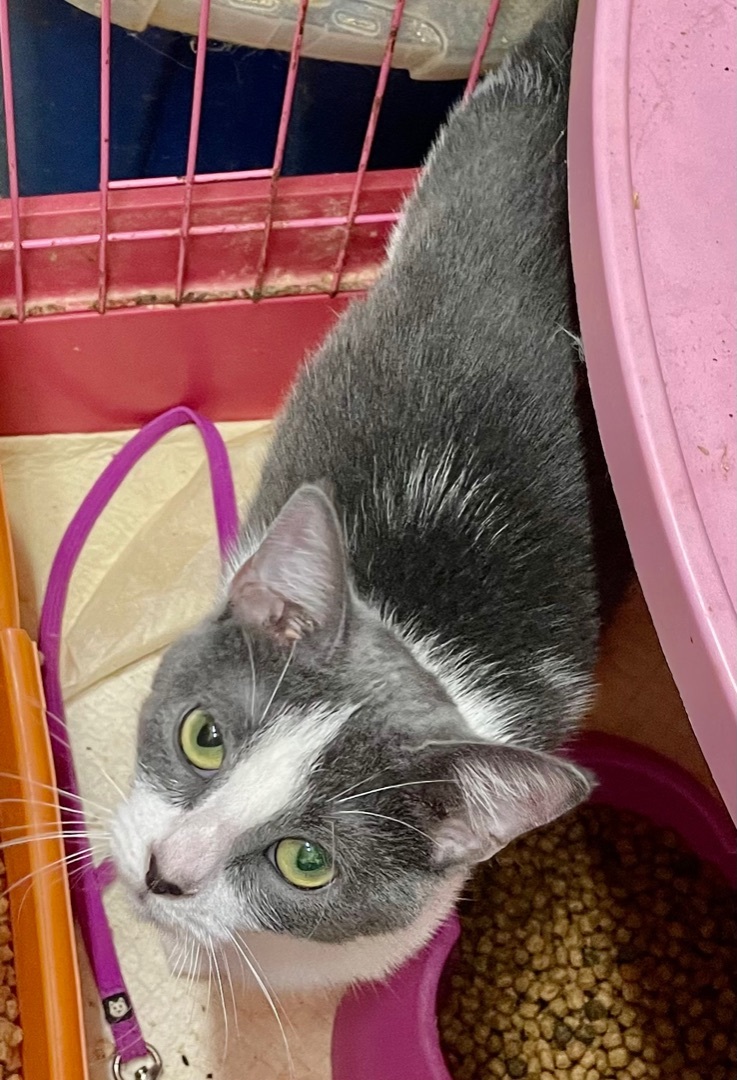 Luckie, a Adoptable mixed breed in New Orleans, LA image 2/12