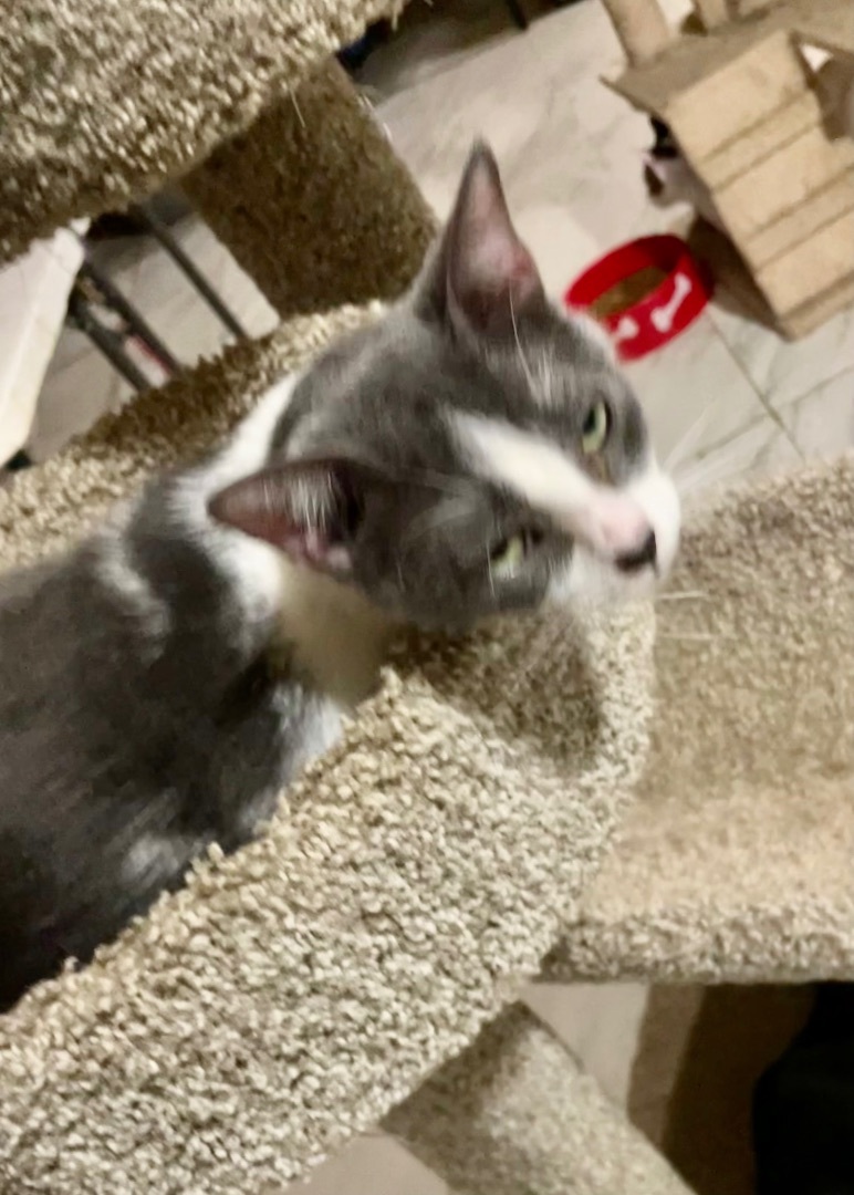 Luckie, a Adoptable mixed breed in New Orleans, LA image 3/12