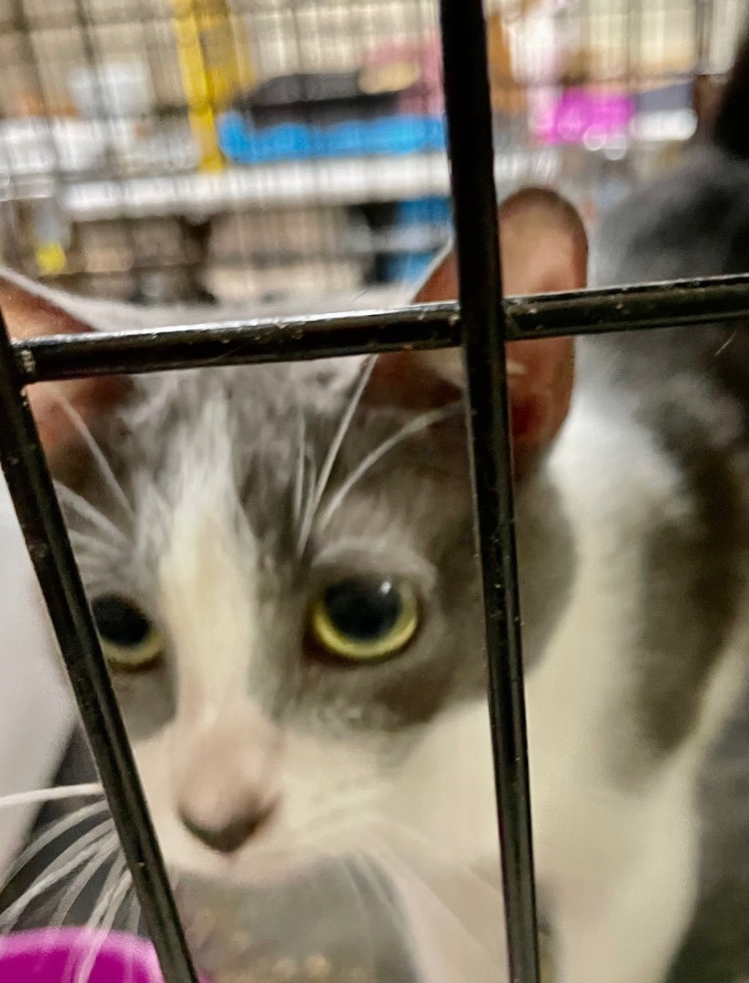 Luckie, a Adoptable mixed breed in New Orleans, LA image 4/12