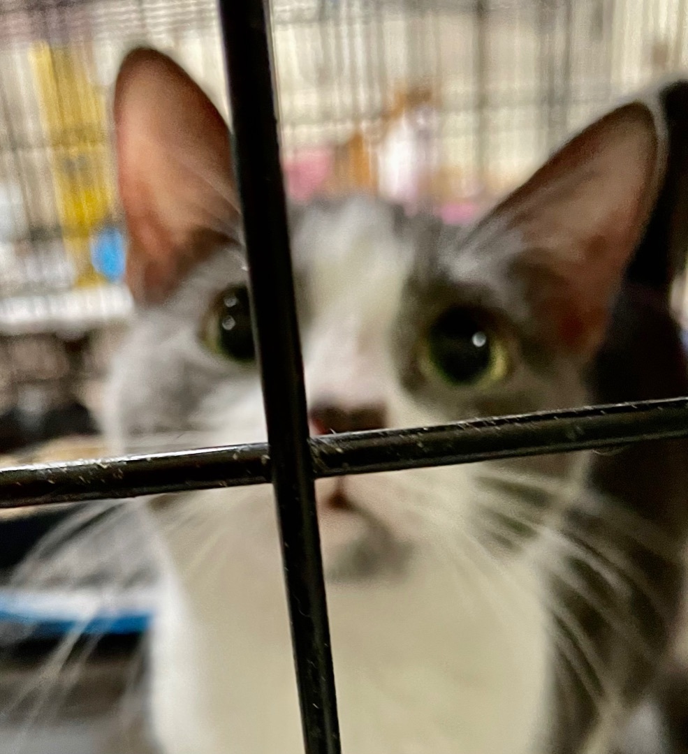 Luckie, a Adoptable mixed breed in New Orleans, LA image 5/12