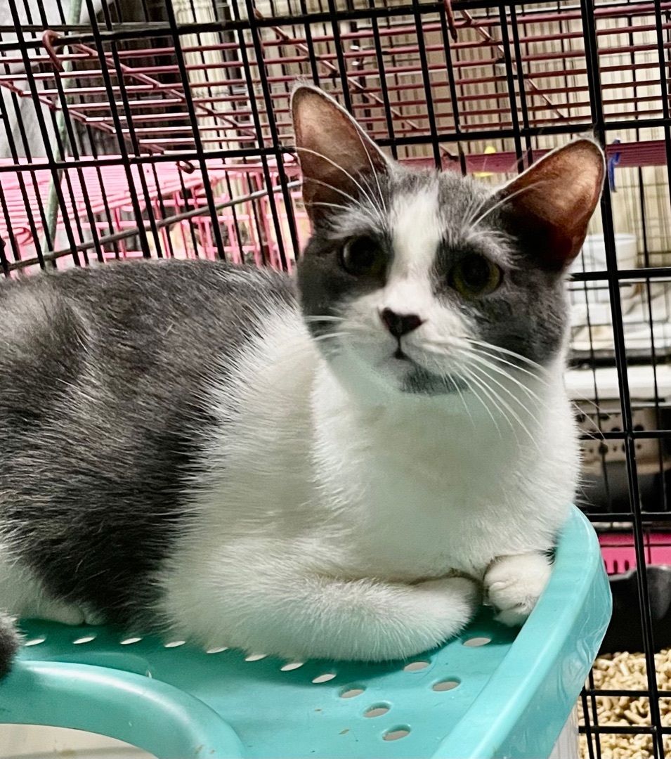 Luckie, a Adoptable mixed breed in New Orleans, LA image 6/12