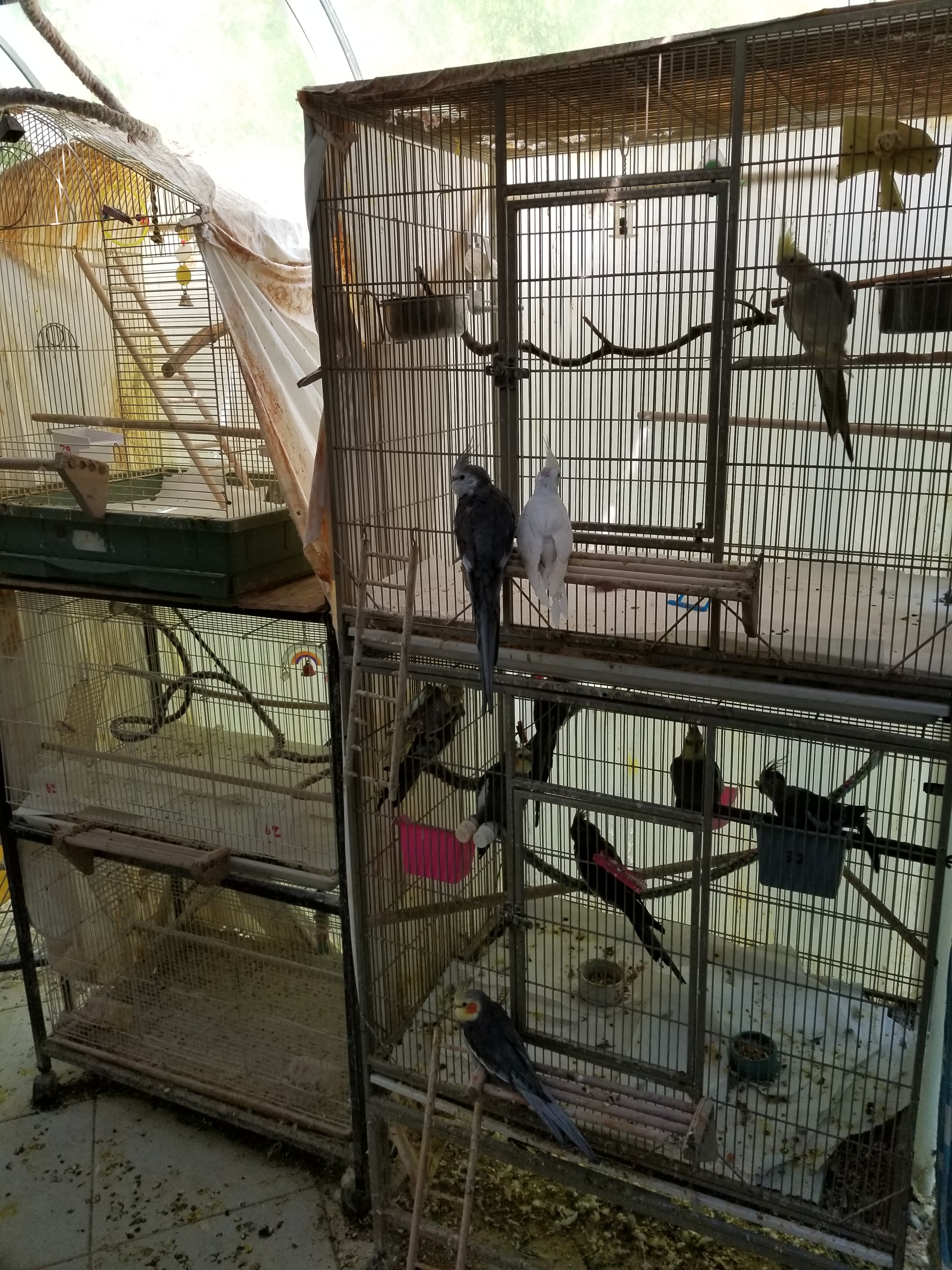 Cockatiels photo 1