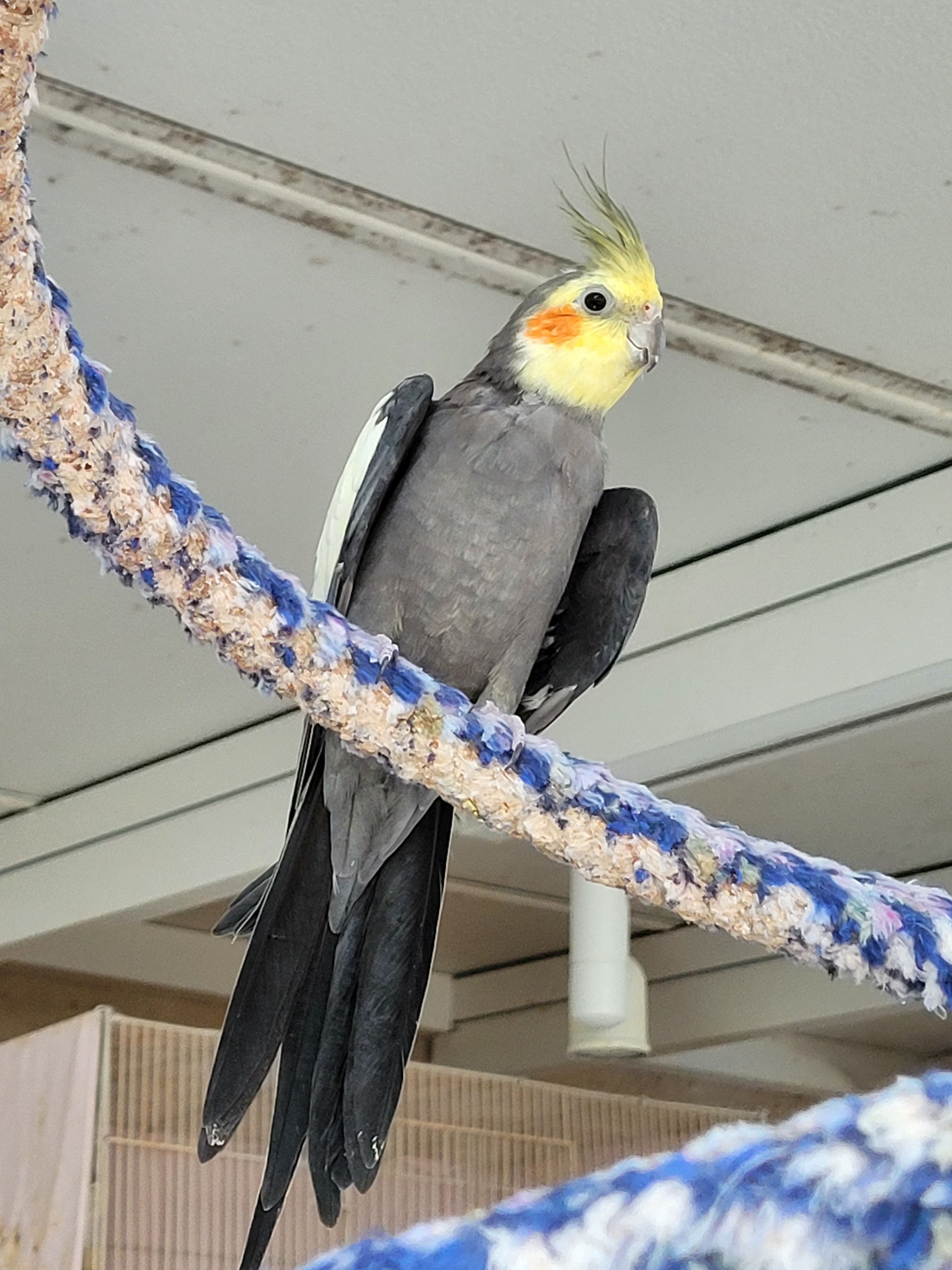 Cockatiels photo 5
