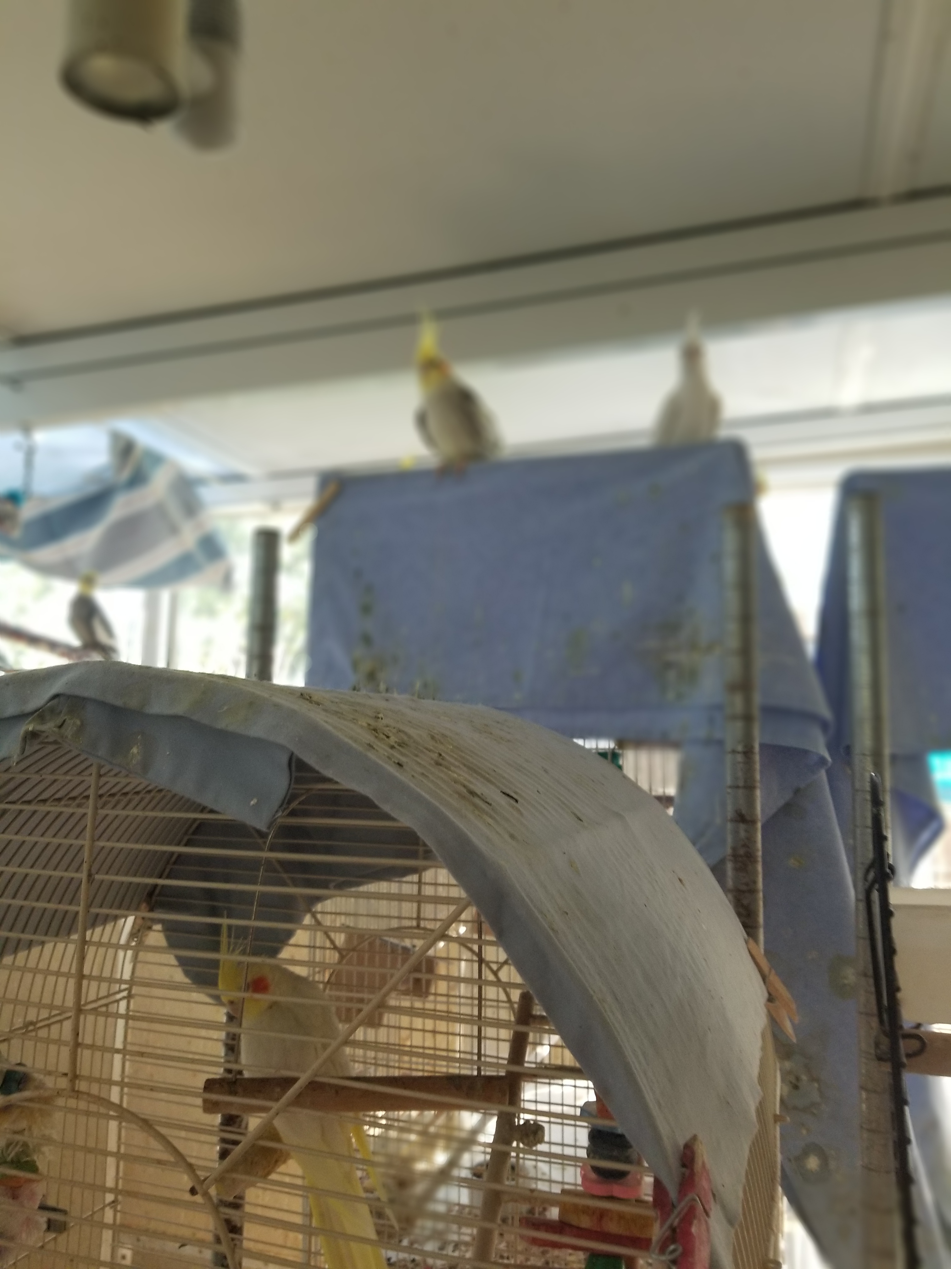 Cockatiels photo 2