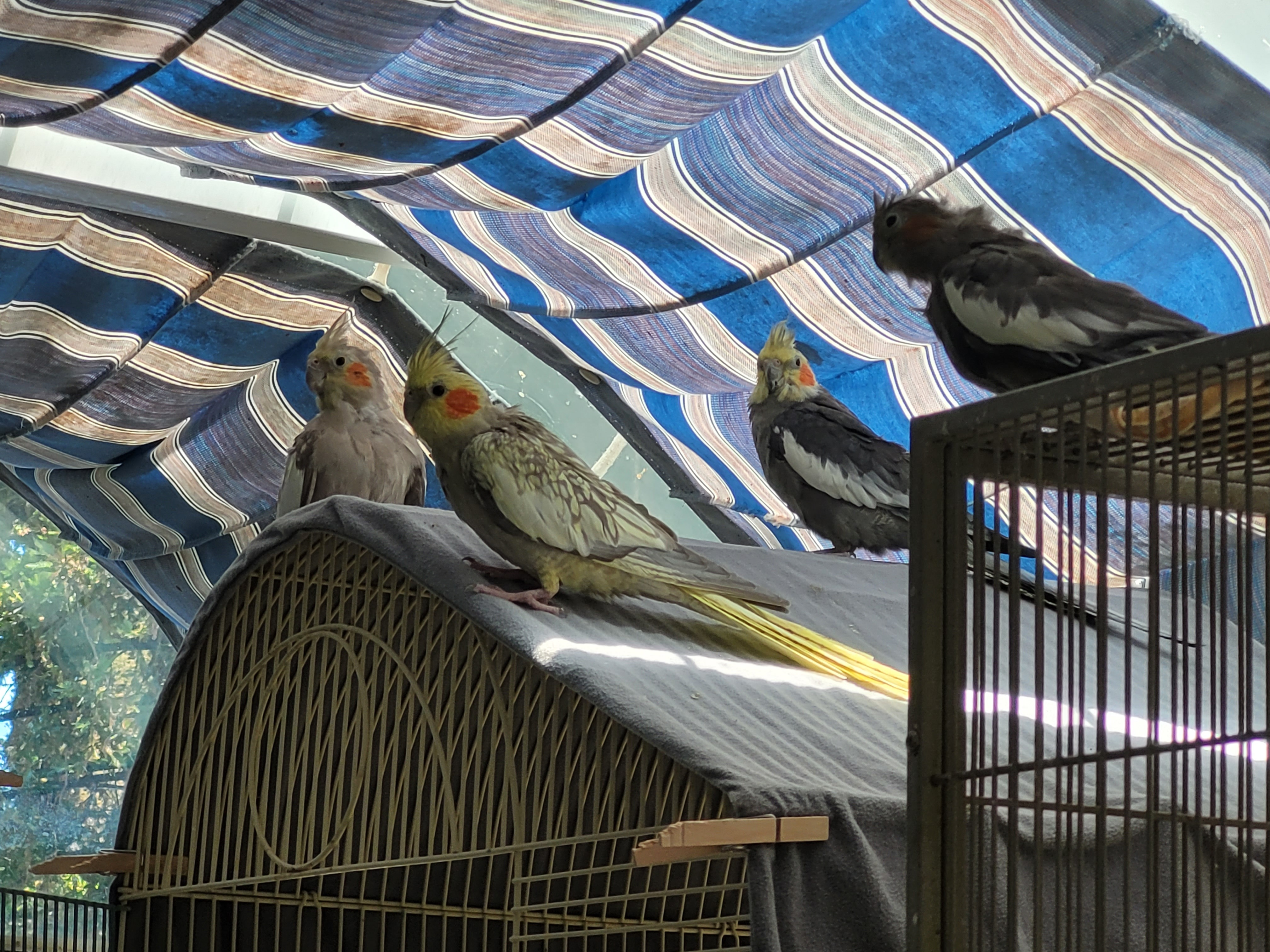 Cockatiels photo 3