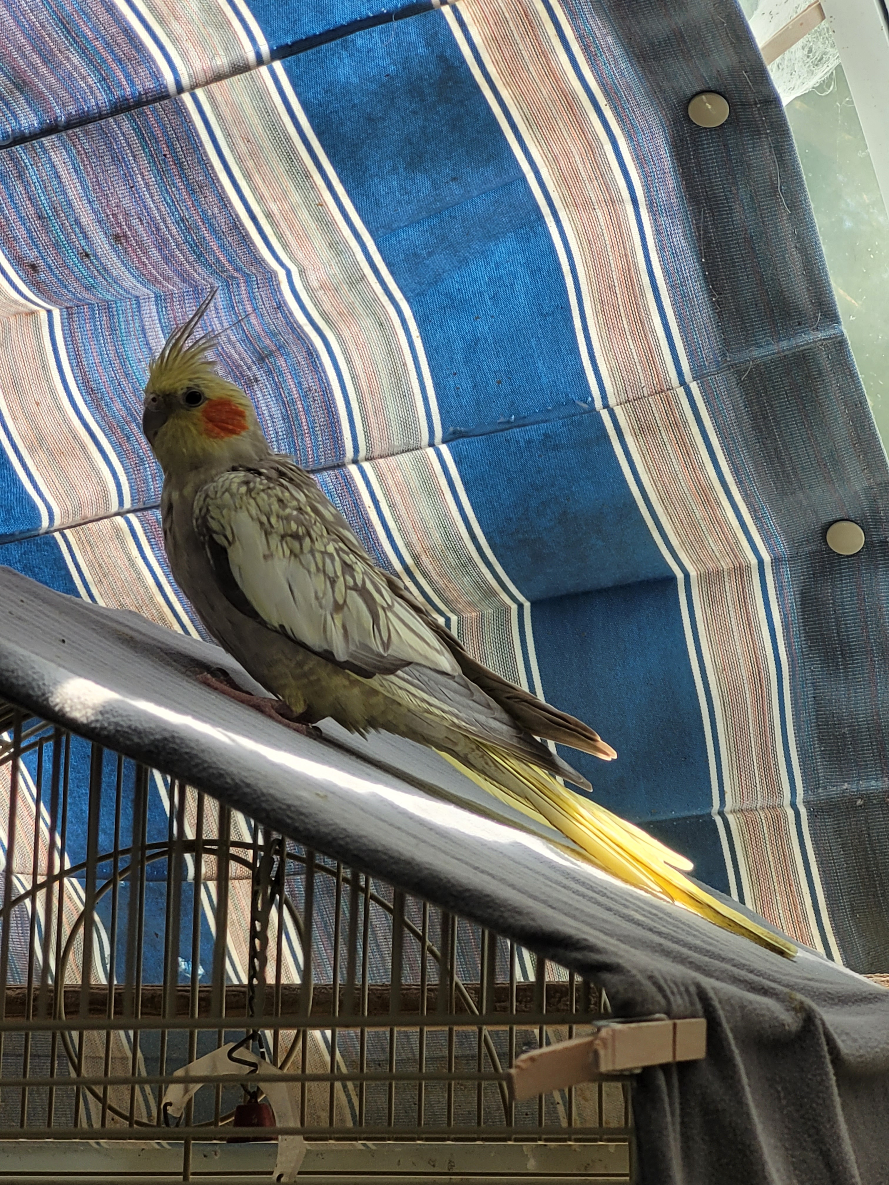 Cockatiels photo 4