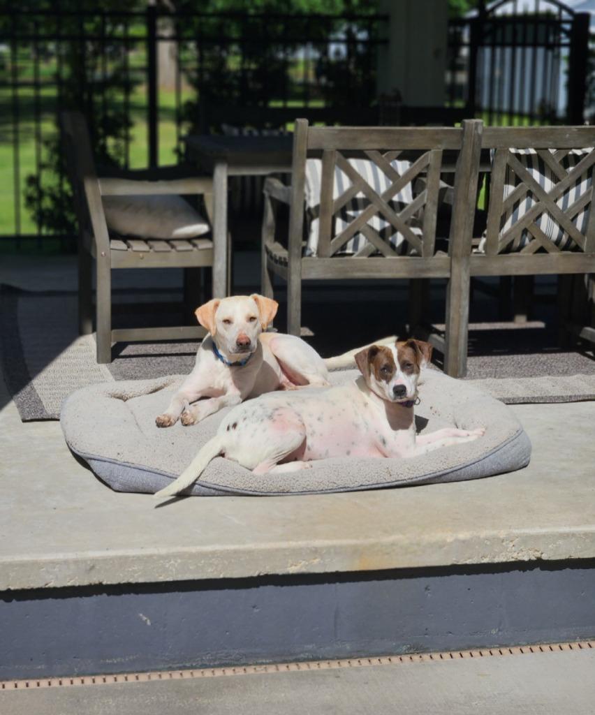 Butters, Adoptable, Adult Male Catahoula Leopard Dog & Beagle.