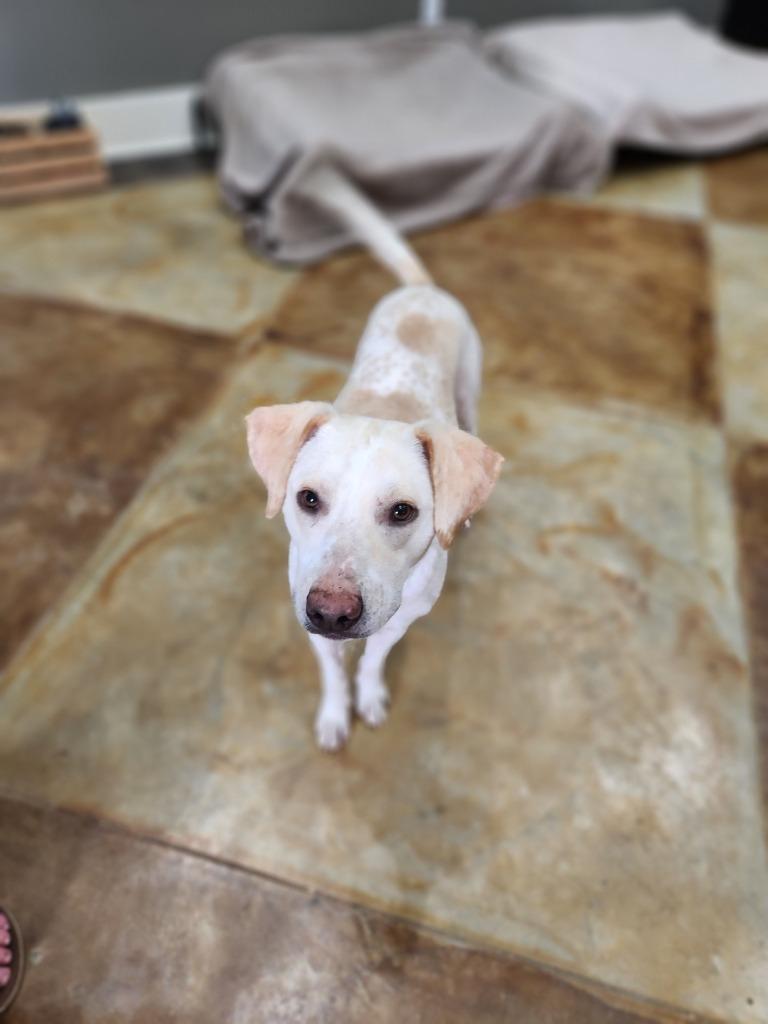 Butters, a Adoptable mixed breed in Mena, AR image 2/4