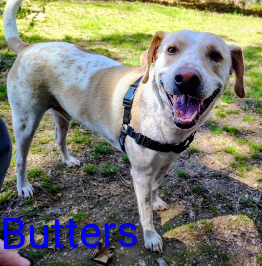 Butters, a Adoptable mixed breed in Mena, AR image 3/4