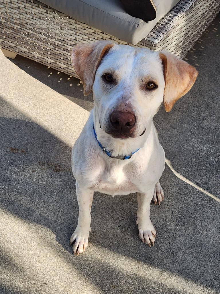Butters, a Adoptable mixed breed in Mena, AR image 4/4