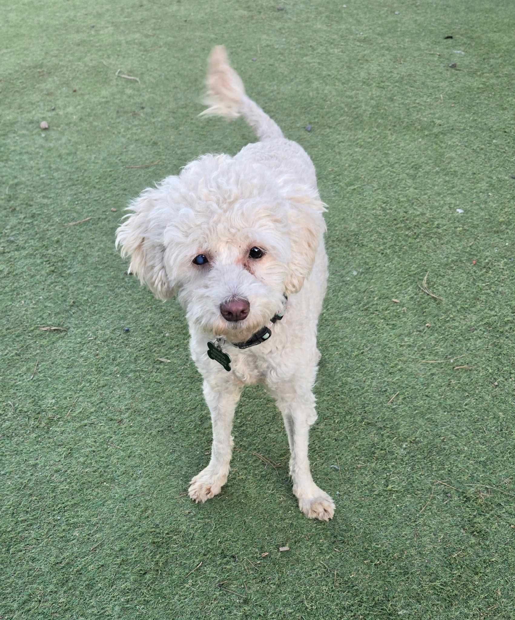 Jovie, Adoptable, Adult Female Poodle.