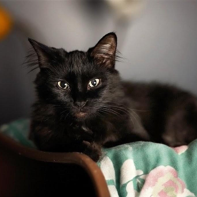 Enlarge Ruby, an adopted Domestic Long Hair in Spartanburg, SC image 4/6