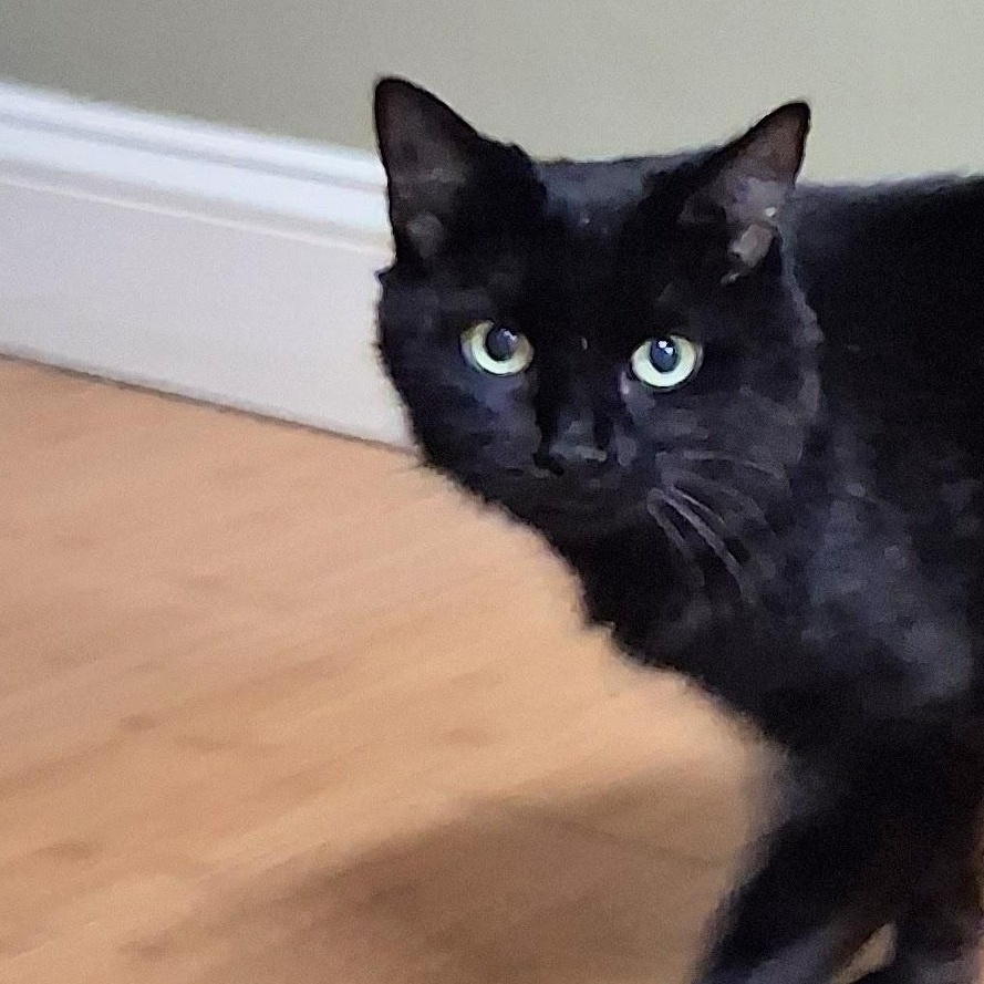 Enlarge Ruby, an adopted Domestic Long Hair in Spartanburg, SC image 5/6