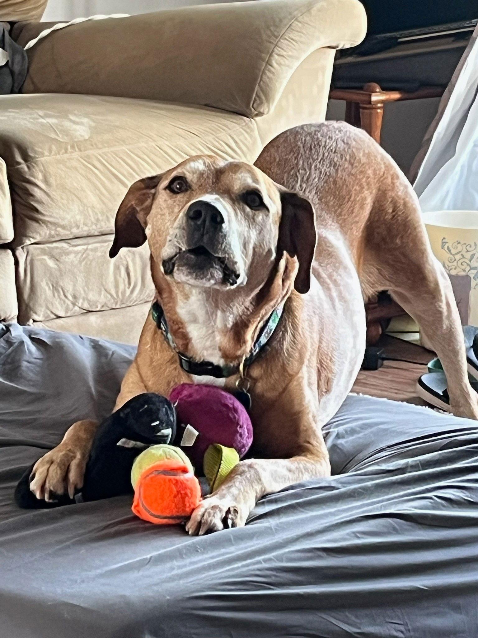 Monty, a Adoptable mixed breed in Berwick, PA image 1/3