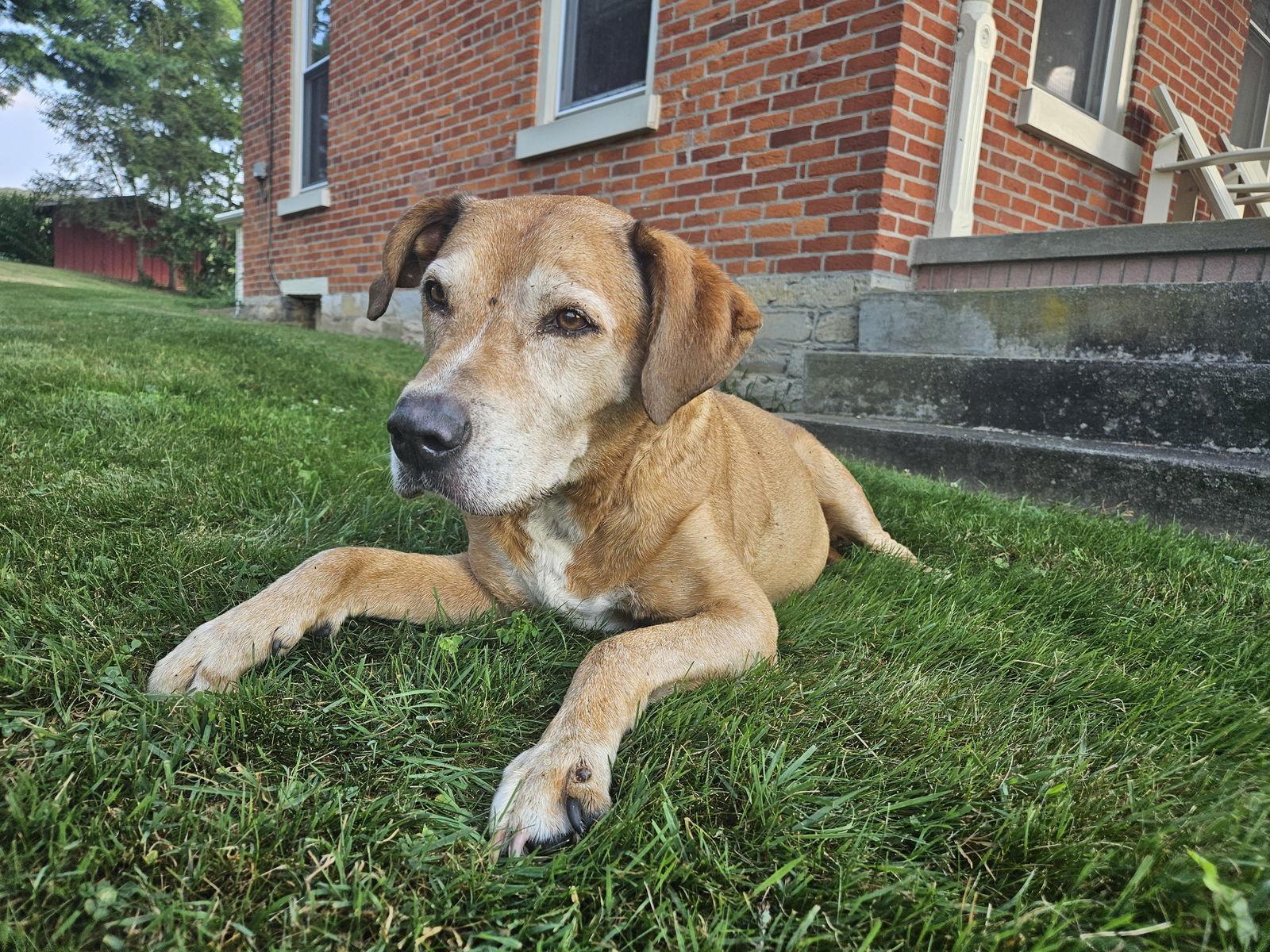 Monty, a Adoptable mixed breed in Berwick, PA image 2/3