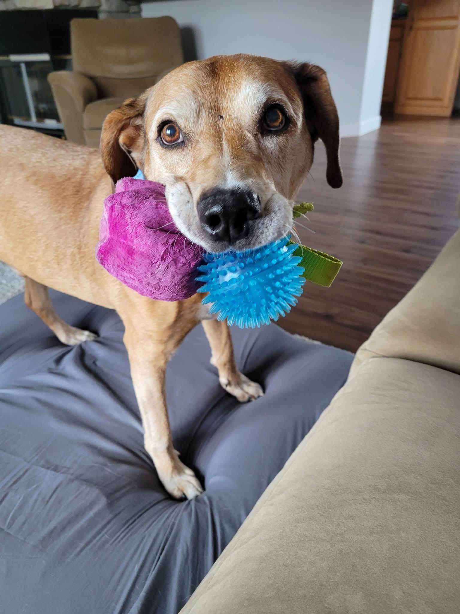 Monty, a Adoptable mixed breed in Berwick, PA image 3/3