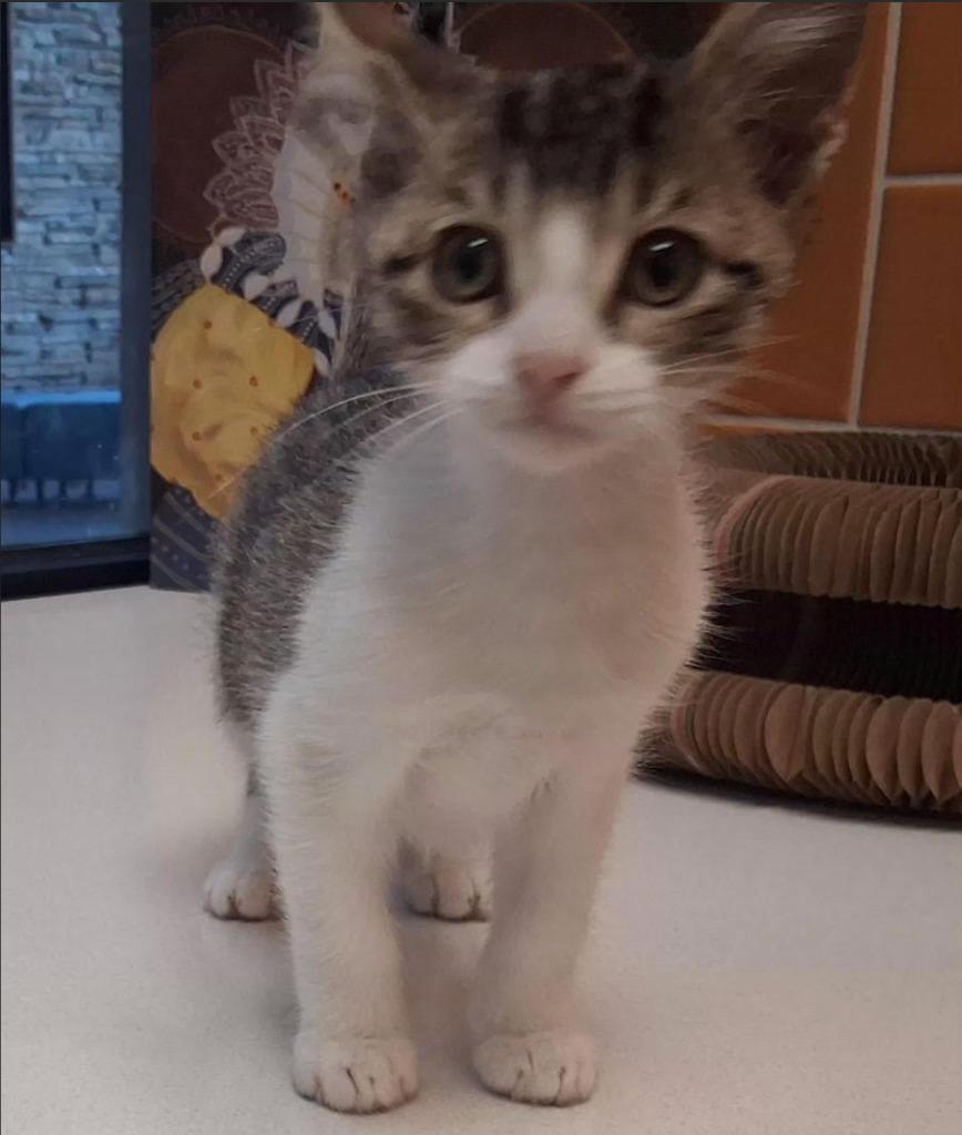 Gravy, Adoptable, Kitten Male Domestic Short Hair.