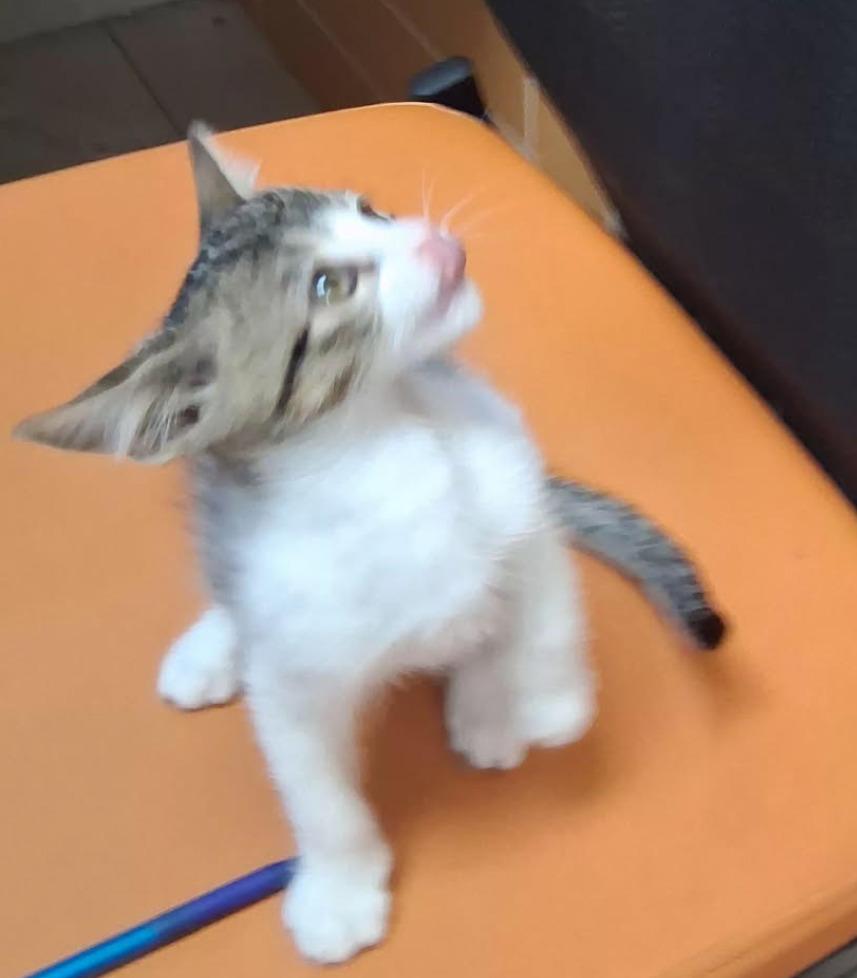 Enlarge Gravy, a Adoptable mixed breed in Rowlett, TX image 2/2