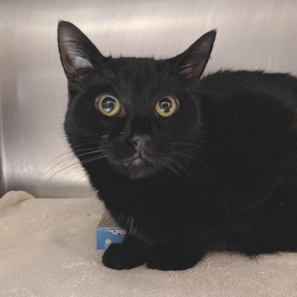 Hartford, Adoptable, Adult Male Domestic Short Hair.