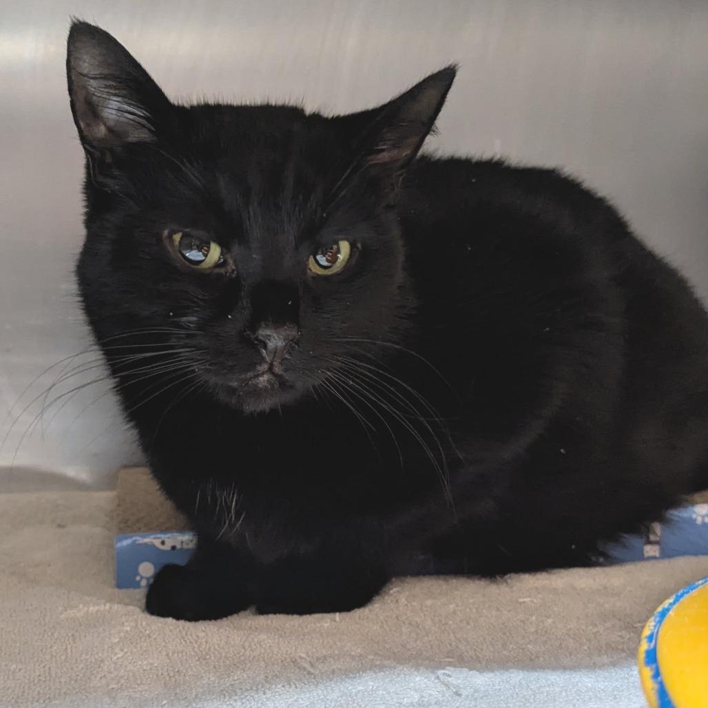 Enlarge Hartford, a Adoptable Domestic Short Hair in Providence, RI image 2/6