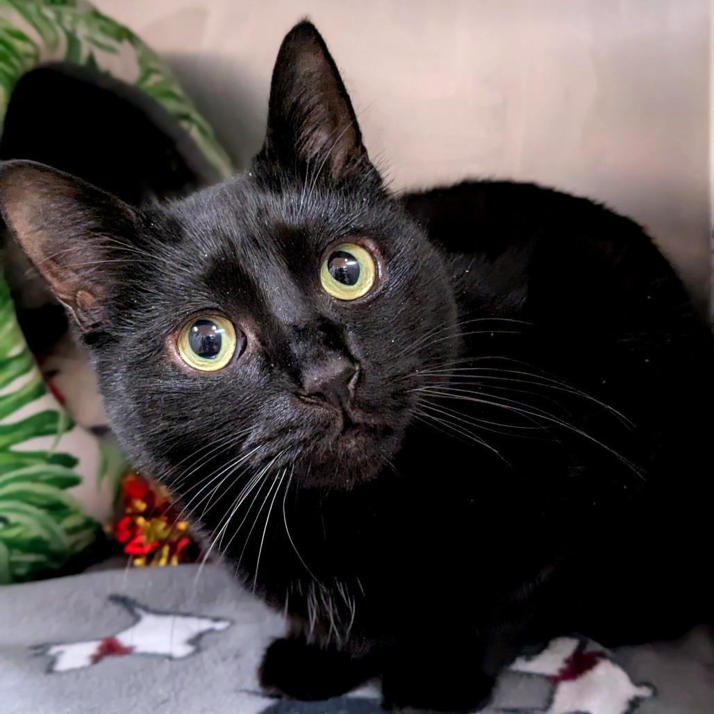 Enlarge Hartford, a Adoptable Domestic Short Hair in Providence, RI image 3/6