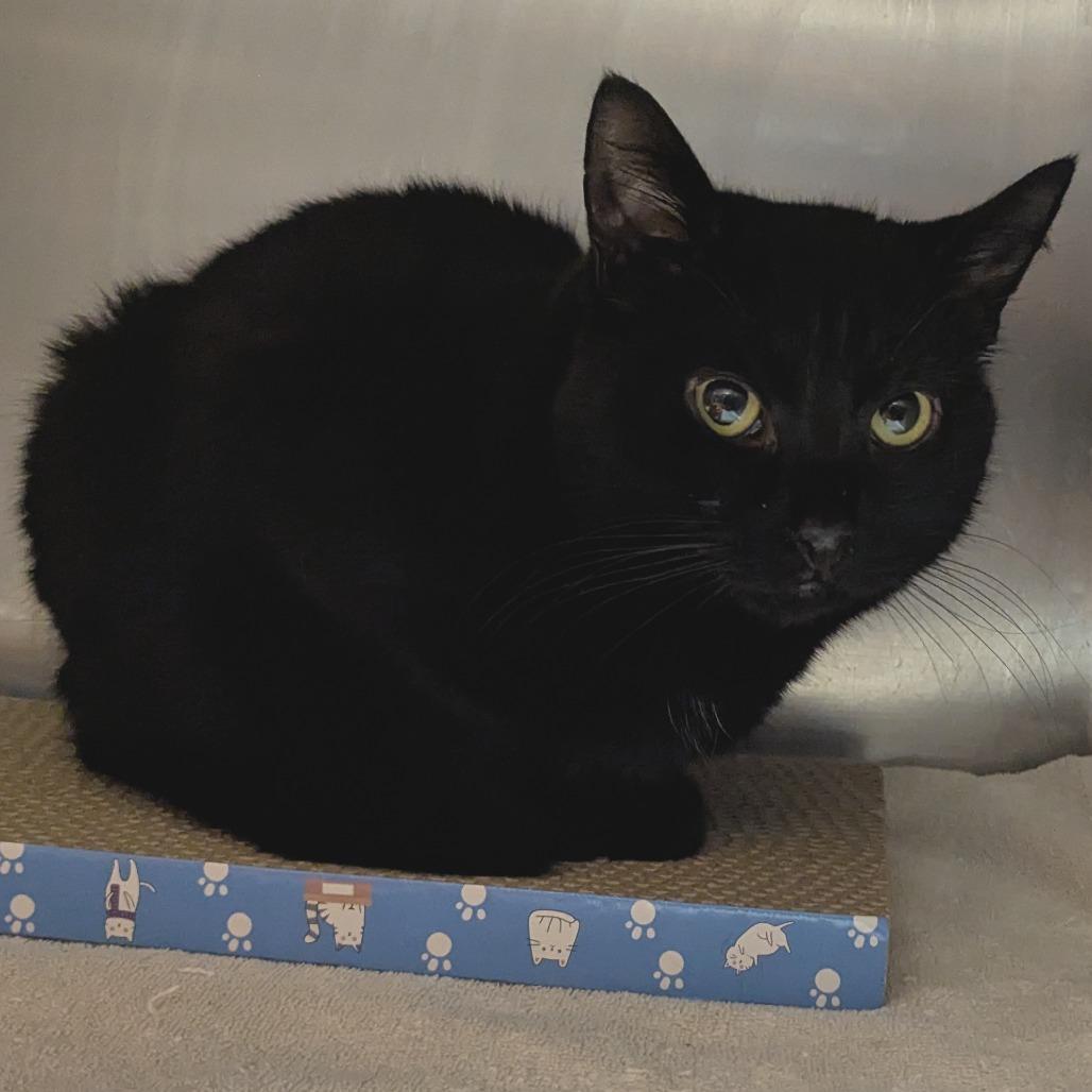 Enlarge Hartford, a Adoptable Domestic Short Hair in Providence, RI image 4/6