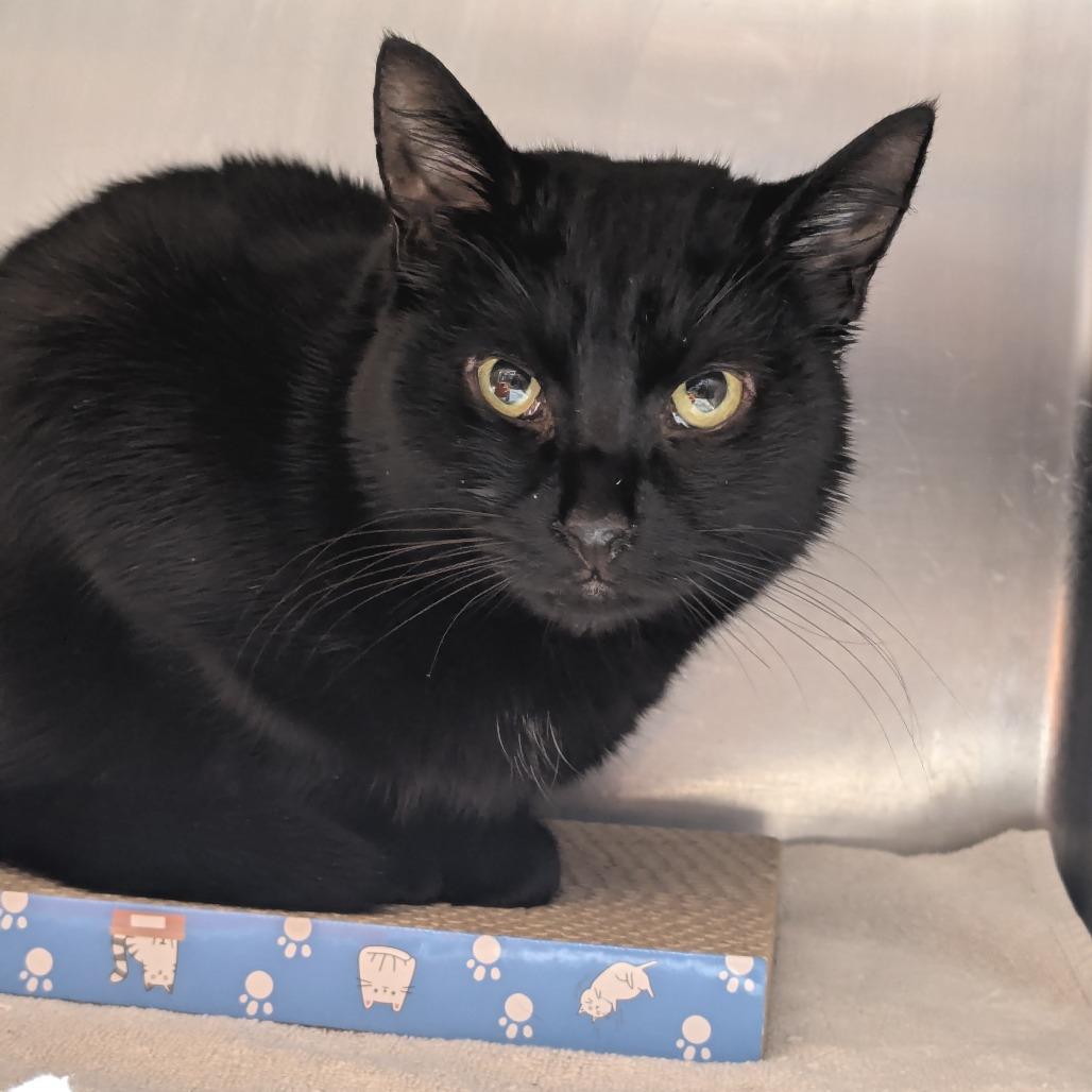 Enlarge Hartford, a Adoptable Domestic Short Hair in Providence, RI image 5/6