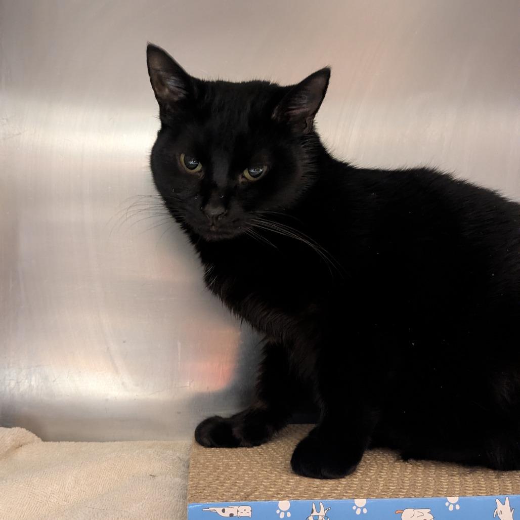 Enlarge Hartford, a Adoptable Domestic Short Hair in Providence, RI image 6/6