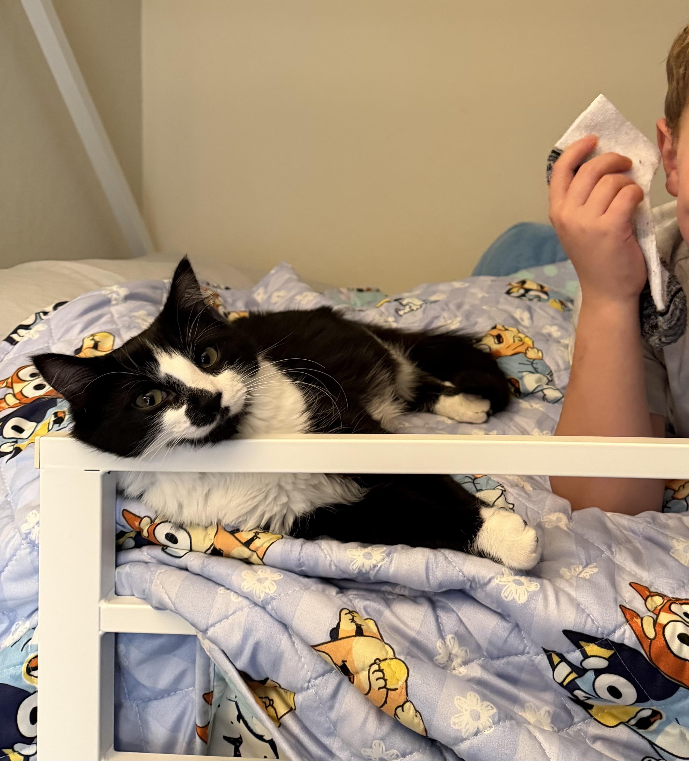 Enlarge Rosie, a ADOPTABLE Domestic Medium Hair in Rio Linda, CA image 2/4