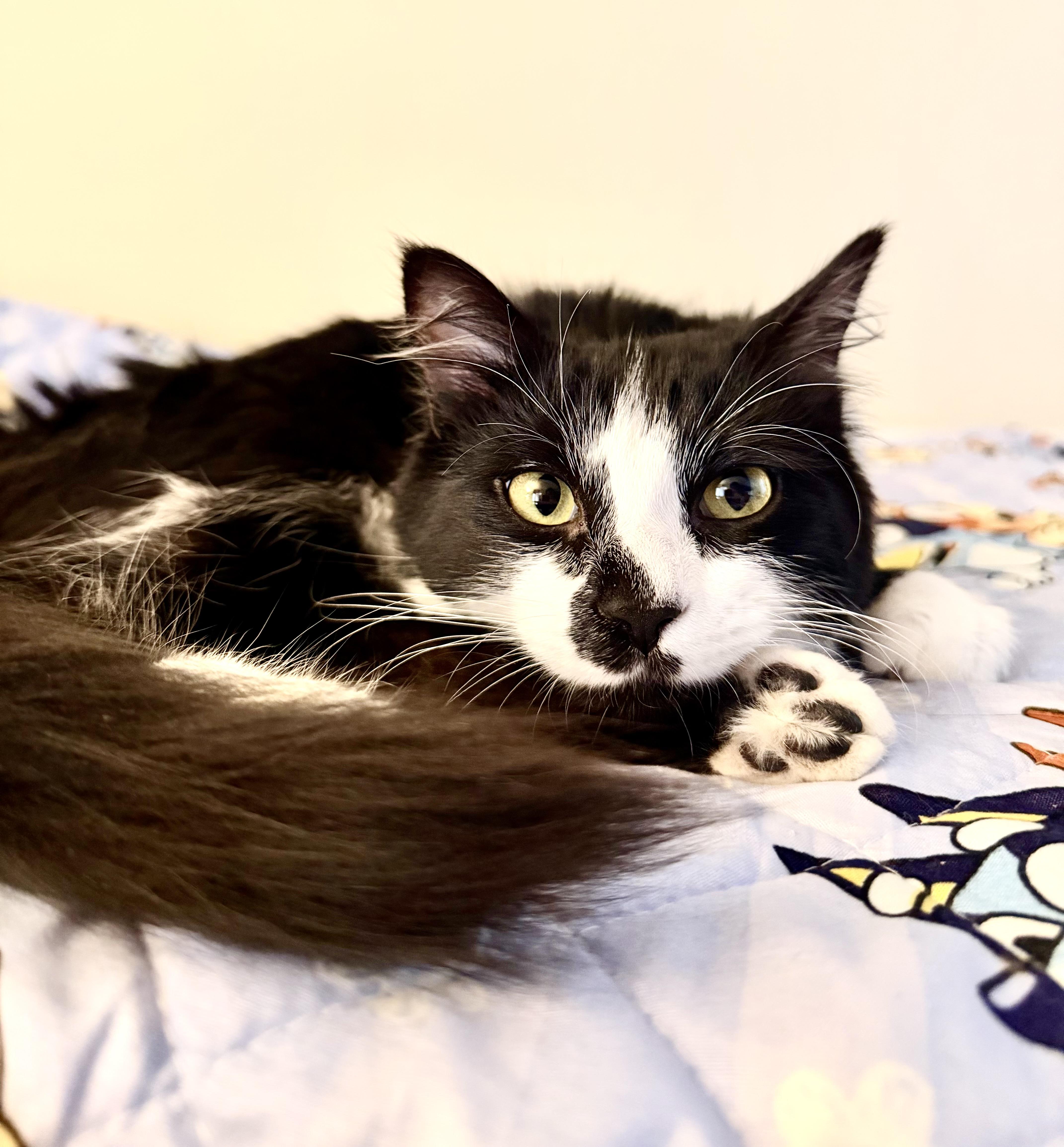 Enlarge Rosie, a ADOPTABLE Domestic Medium Hair in Rio Linda, CA image 4/4