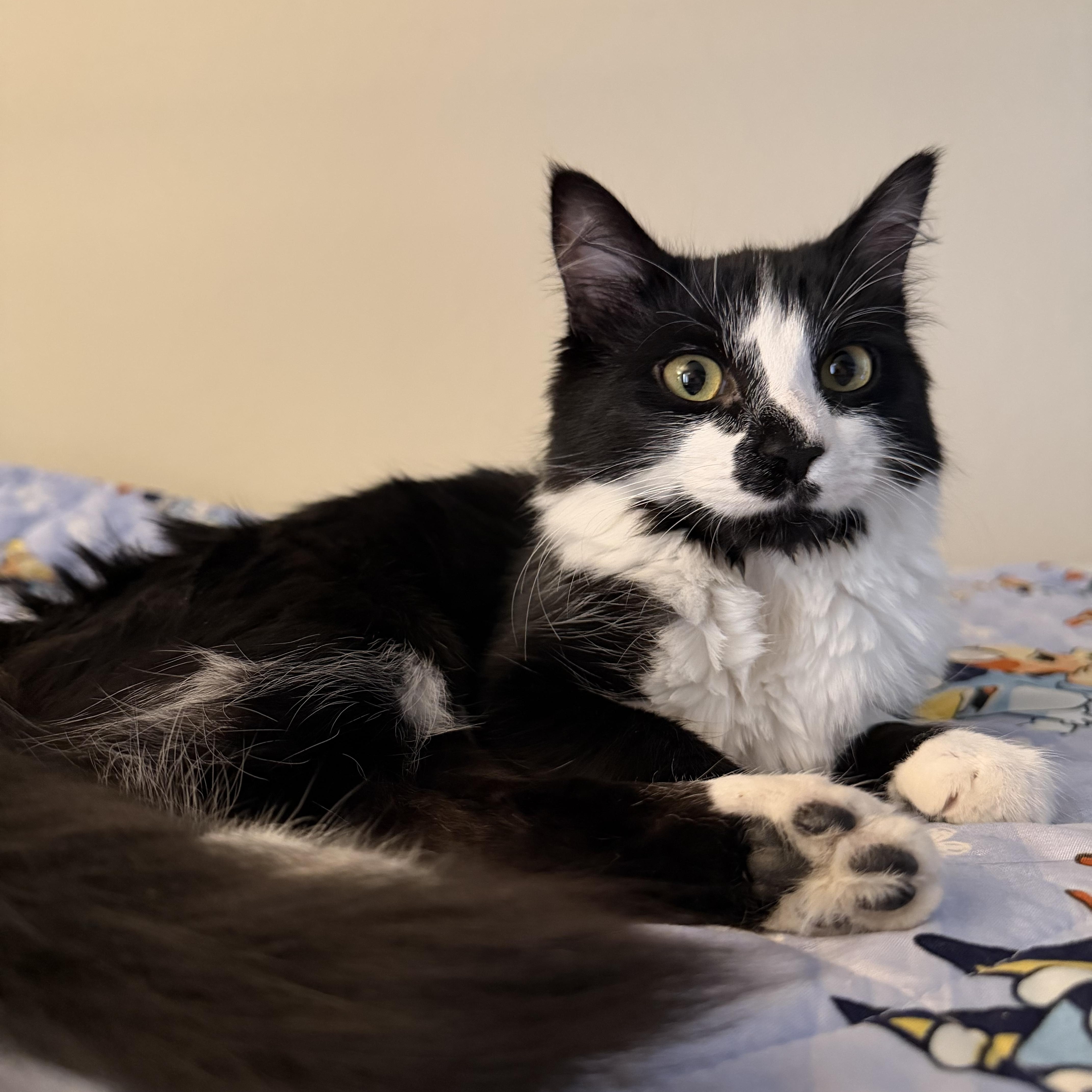 Rosie, ADOPTABLE, Young Female Domestic Medium Hair.